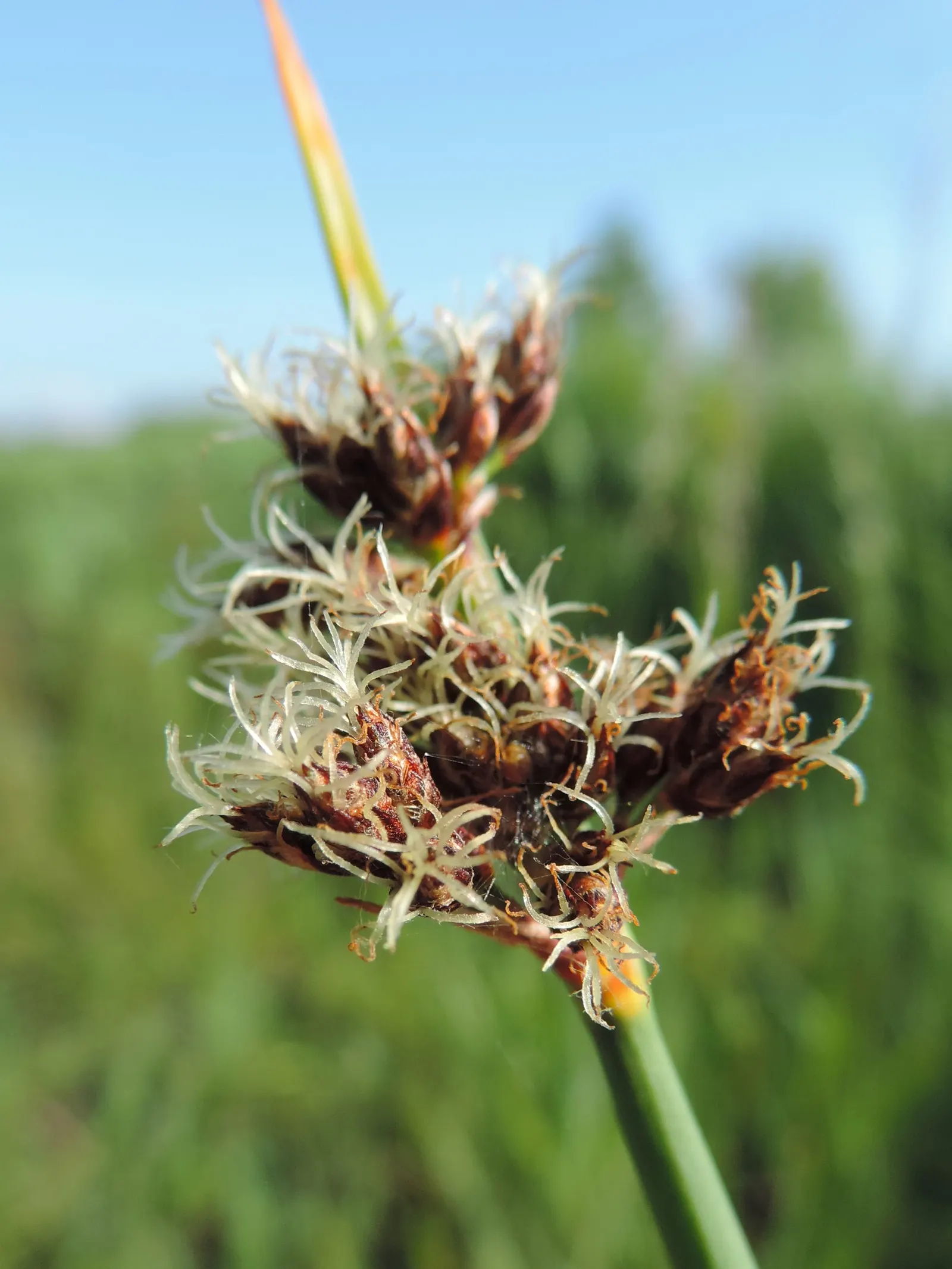 Soft-Stem Bulrush (Scirpus Tabernaemontani) — also renowned as the Great Bulrush; but it may require management to prevent excessive spreading in more formal