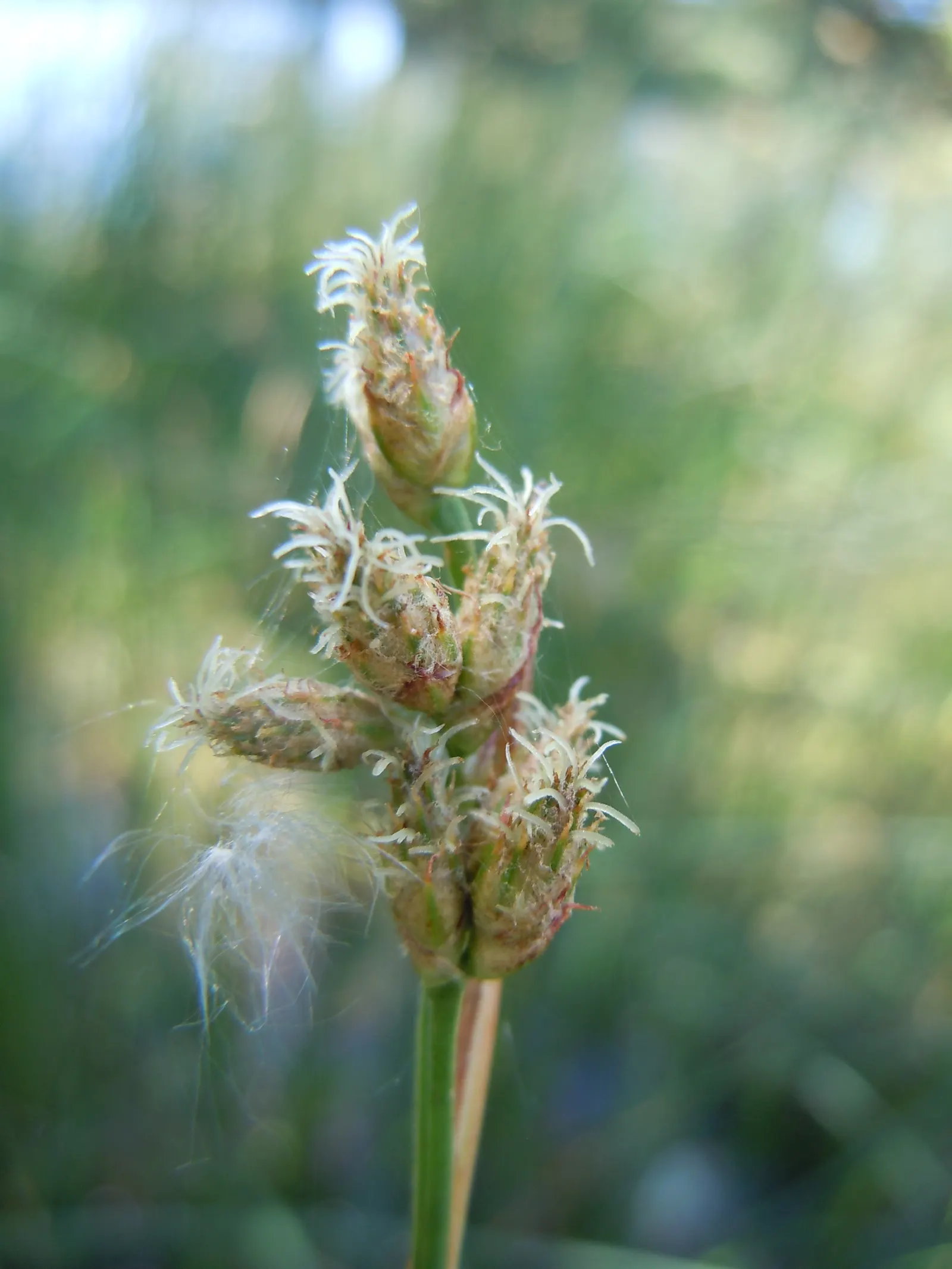 Soft-Stem Bulrush (Scirpus Tabernaemontani) — Ideal in zones 4-9, it provides wildlife habitat and handles water filtration well