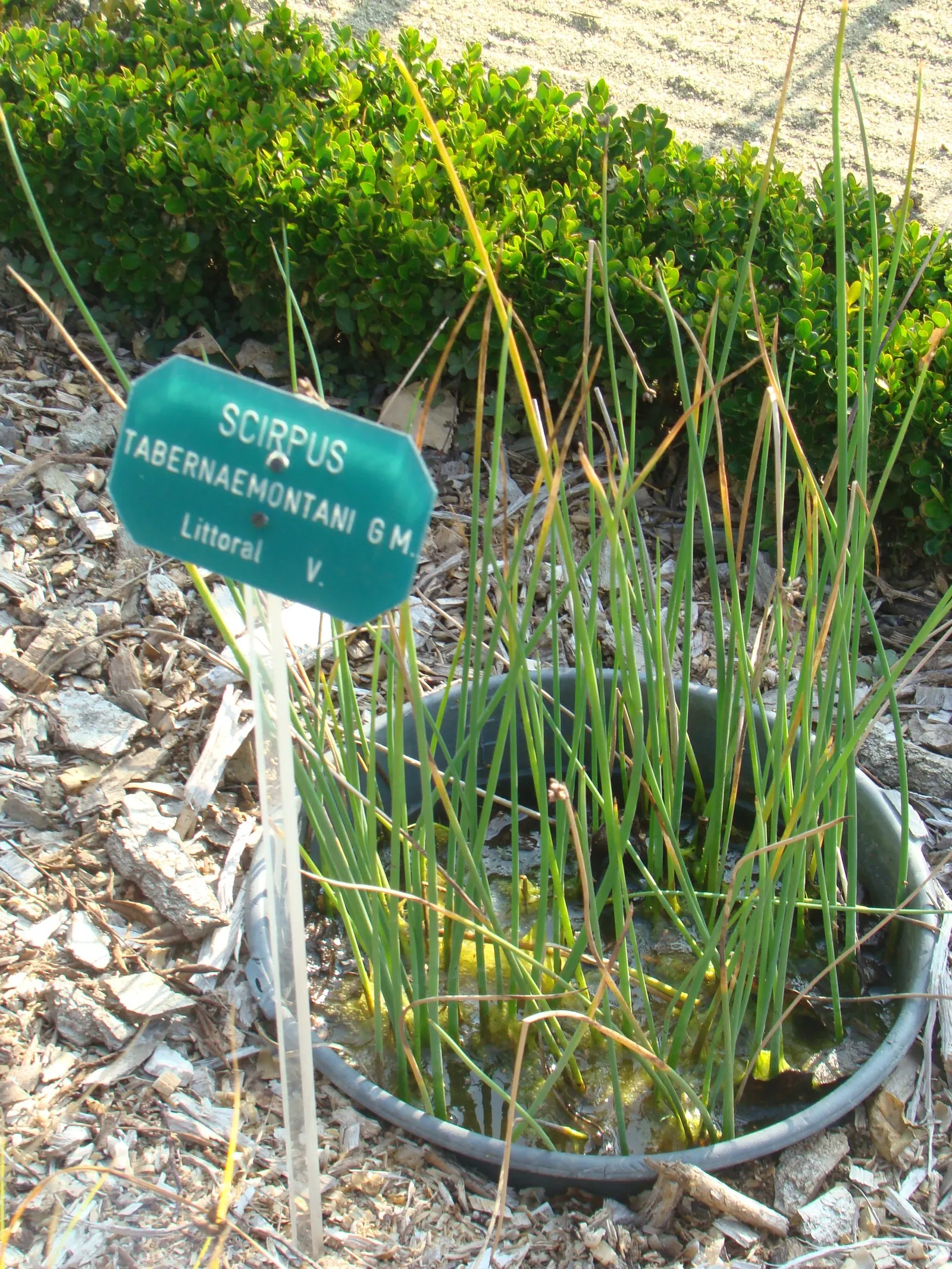 Soft-Stem Bulrush (Scirpus Tabernaemontani) — or naturalized rain gardens.<br><br>The plant's inflorescences; the Soft-Stem Bulrush provides critical habitat