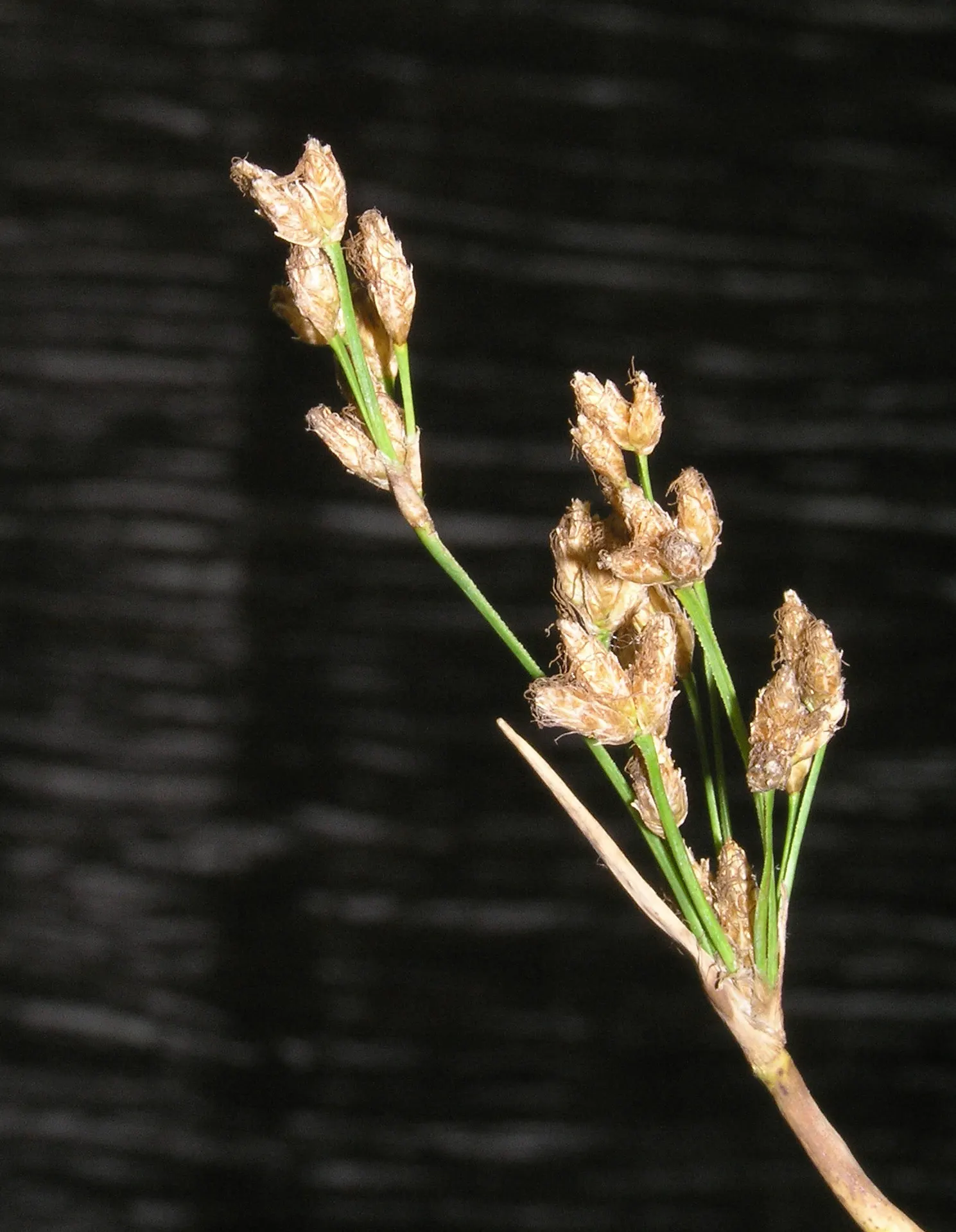 Soft-Stem Bulrush (Scirpus Tabernaemontani) — which can reach between 5 to 10 feet tall; which bloom in late spring to midsummer
