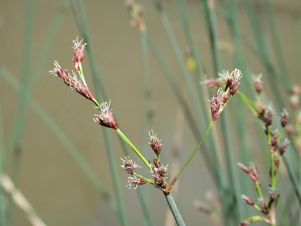 Soft-Stem Bulrush (Scirpus Tabernaemontani) — within USDA hardiness zones 4 through 9