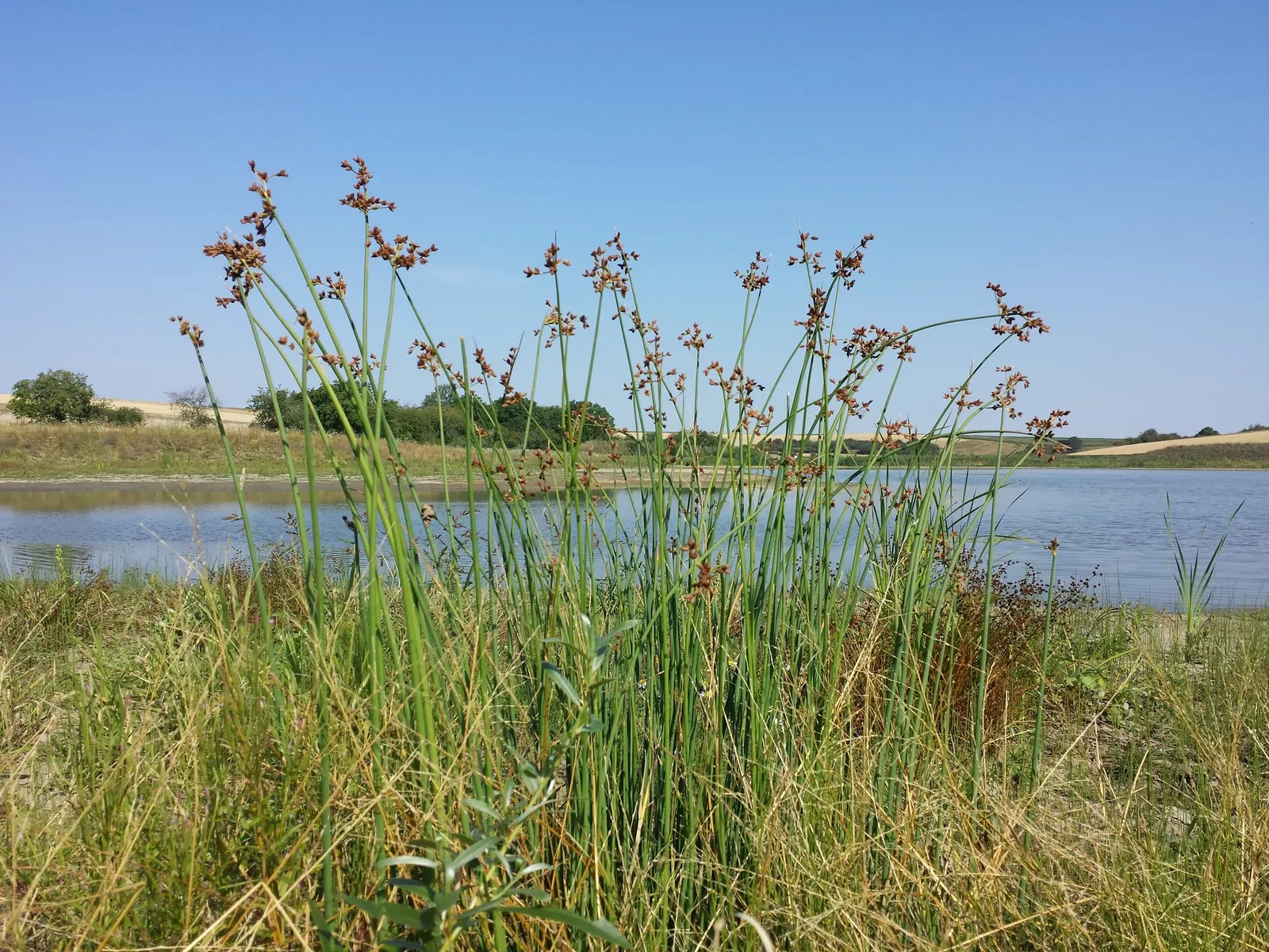 Soft-Stem Bulrush (Scirpus Tabernaemontani) — especially birds and amphibians