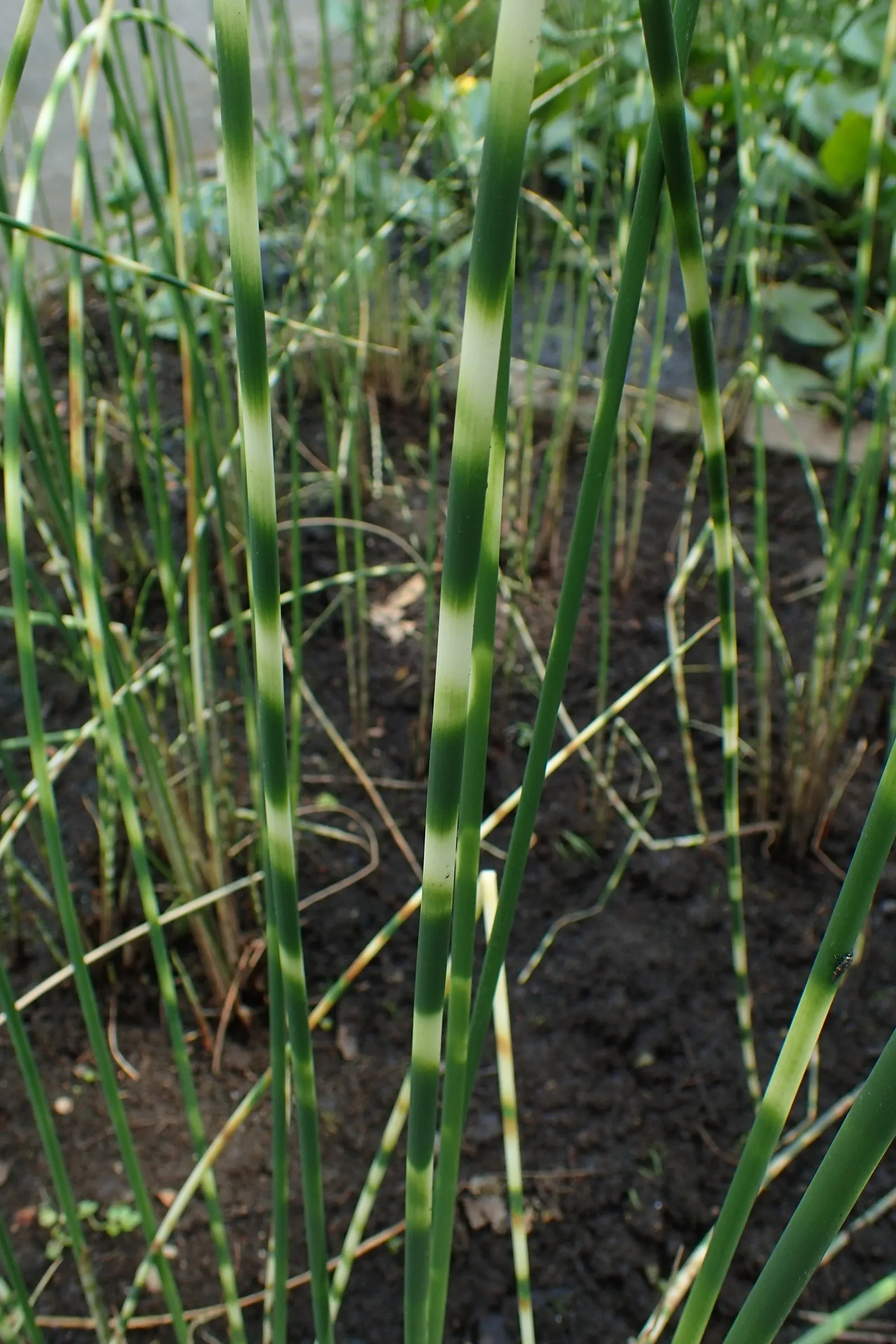 Soft-Stem Bulrush (Scirpus Tabernaemontani) — Scirpus tabernaemontani thrives best in full sun to partial shade