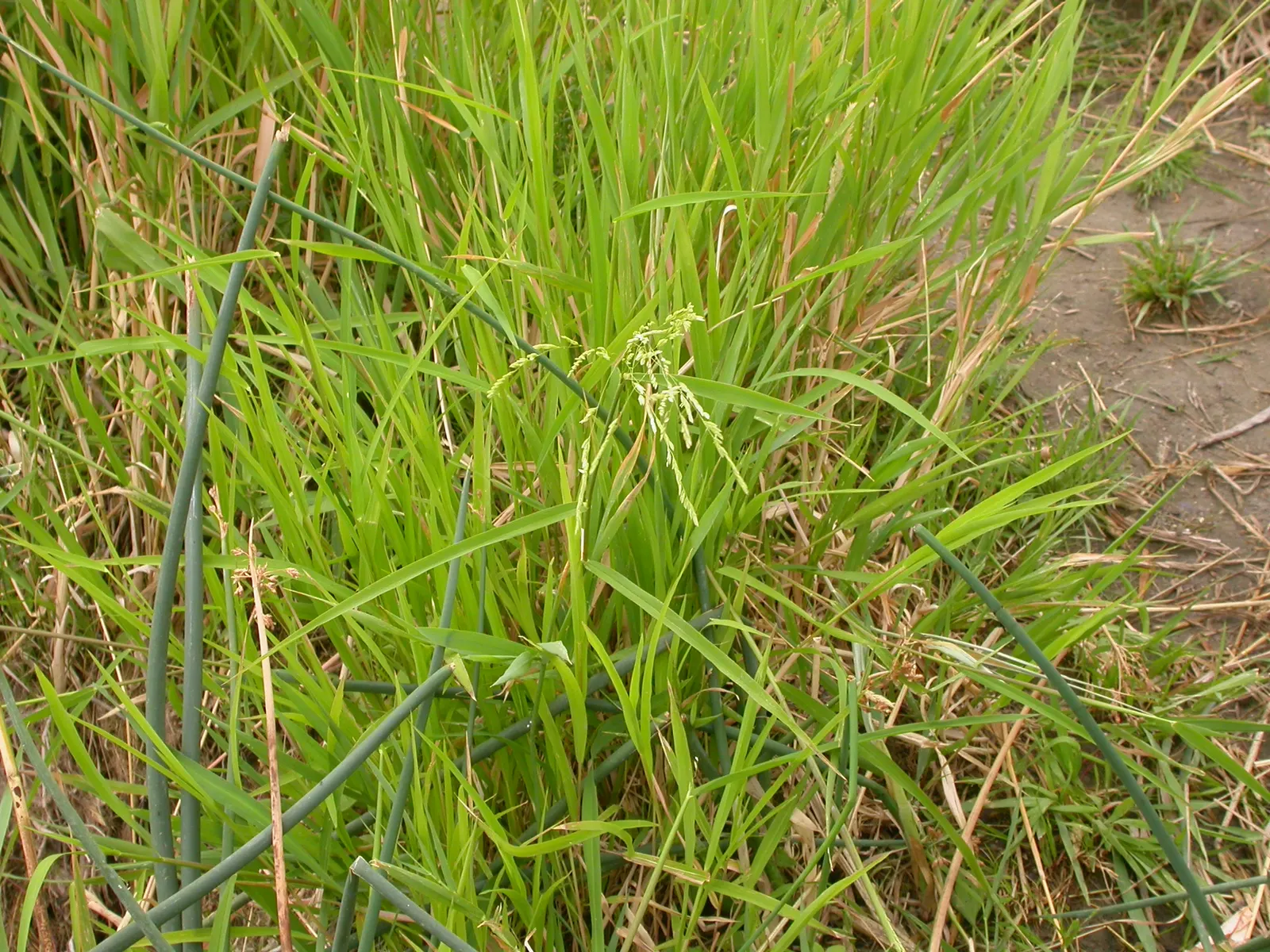 Soft-Stem Bulrush (Scirpus Tabernaemontani) — ranging in depth from just moist to 6 inches of standing water; also renowned as the Great Bulrush