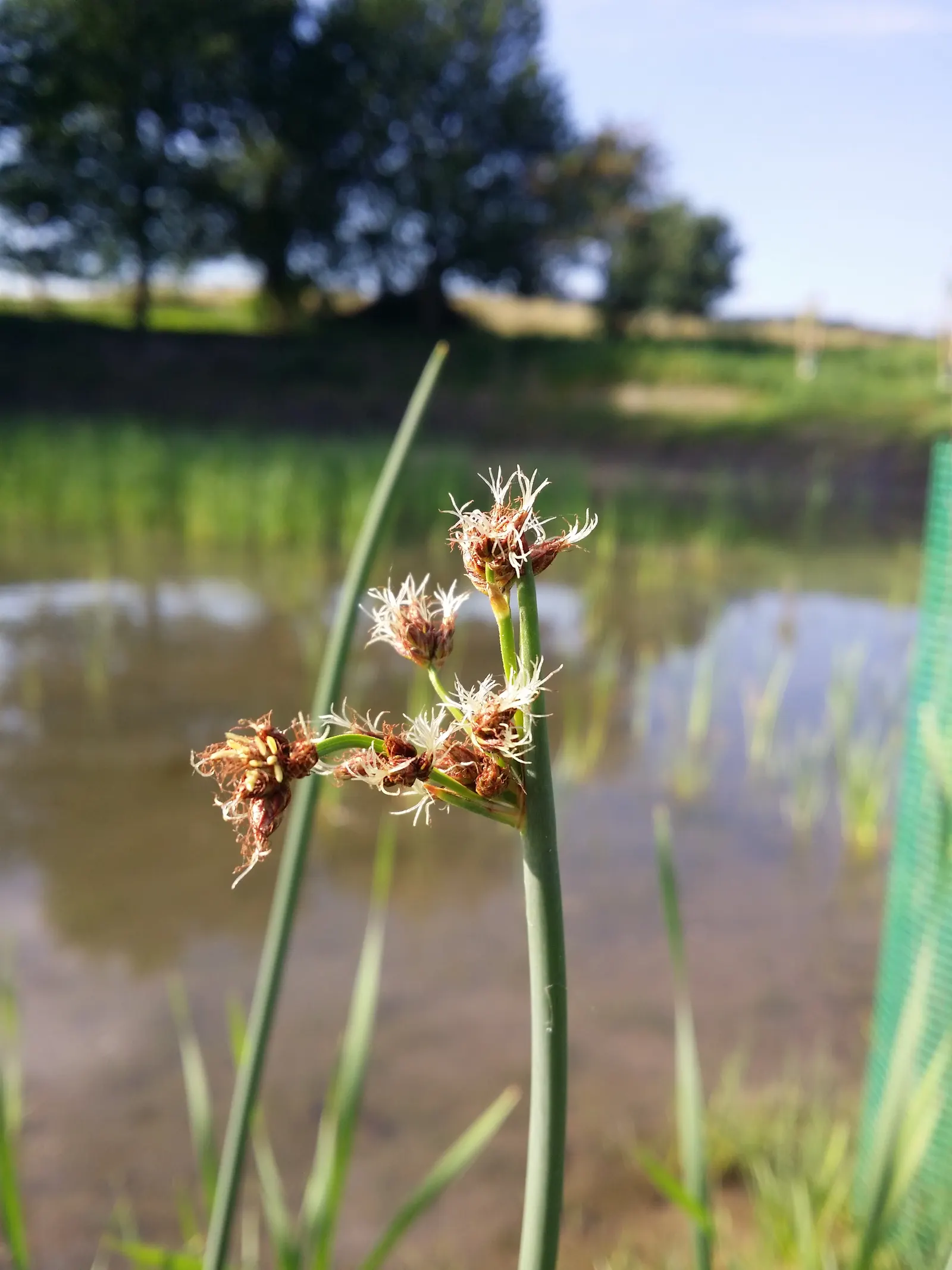 Soft-Stem Bulrush (Scirpus Tabernaemontani) — The Soft-Stem Bulrush (Scirpus tabernaemontani); or naturalized rain gardens.<br><br>The plant's, image 61