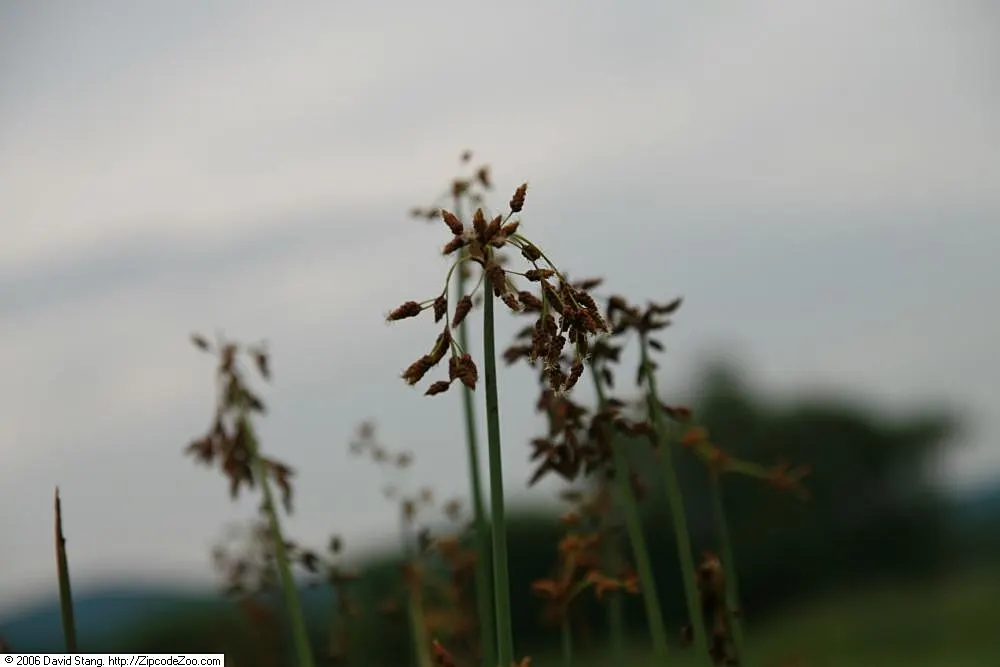 Soft-Stem Bulrush (Scirpus Tabernaemontani) — The Soft-Stem Bulrush (Scirpus tabernaemontani) thrives in wet conditions; it produces brown-green, image 55
