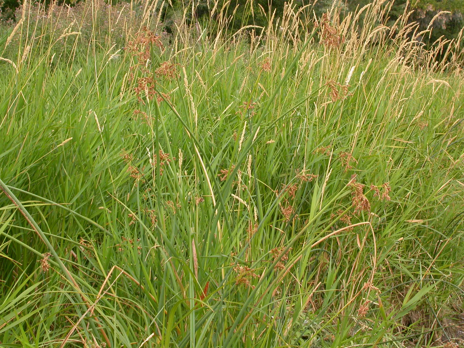 Soft-Stem Bulrush (Scirpus Tabernaemontani) — Scirpus tabernaemontani thrives best in full sun to partial shade, image 41