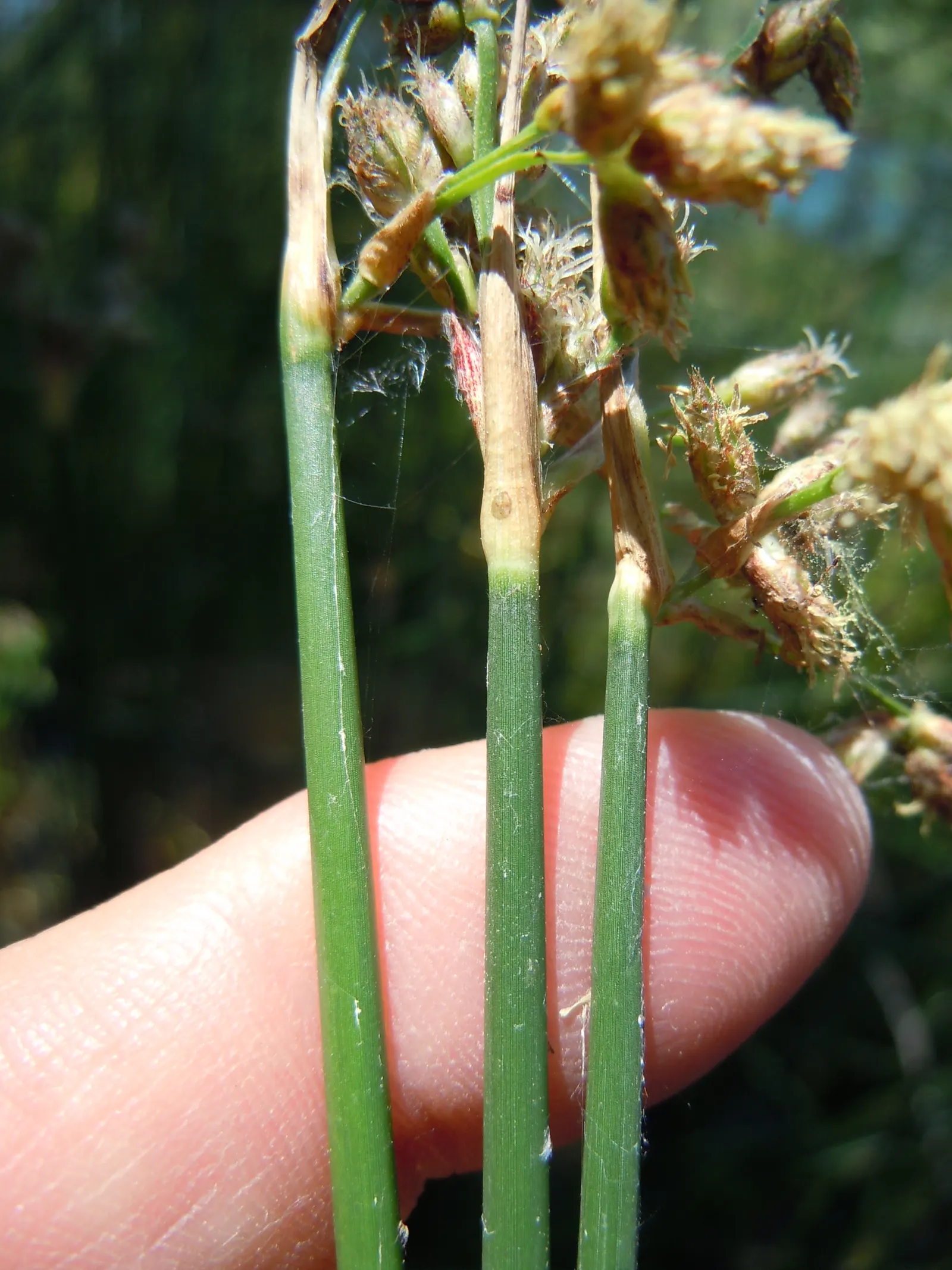 Soft-Stem Bulrush (Scirpus Tabernaemontani) — green appearance and towering stature