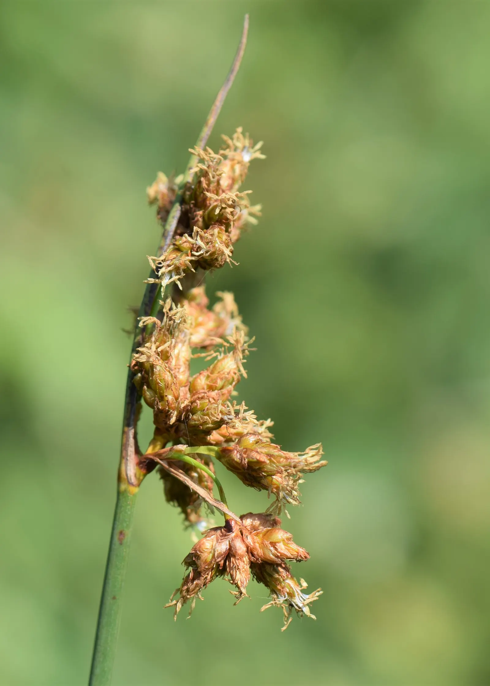 Soft-Stem Bulrush (Scirpus Tabernaemontani) — brownish spikelets that offer a subtle contrast to the vivid green stems