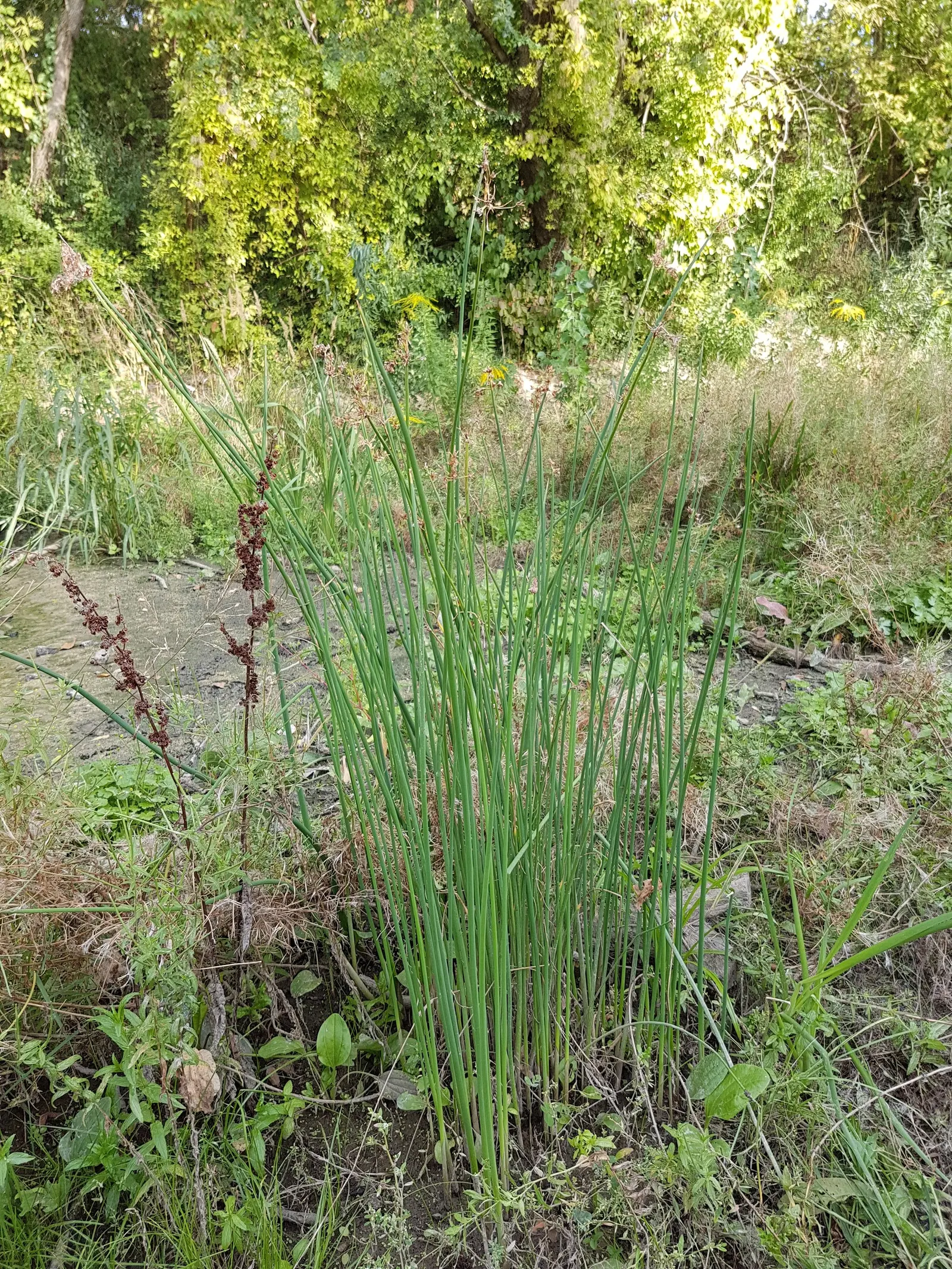 Soft-Stem Bulrush (Scirpus Tabernaemontani) — making it an excellent choice for pond margins; within USDA hardiness zones 4 through 9
