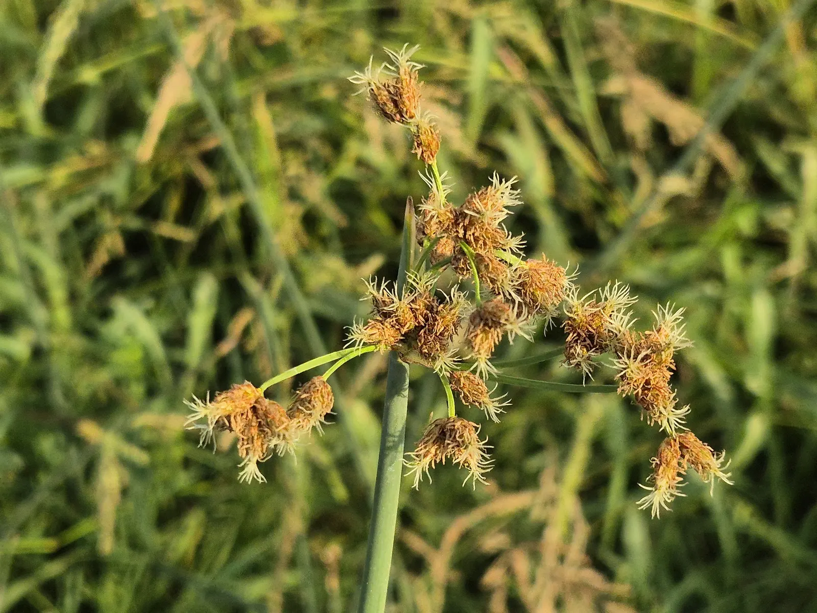 Soft-Stem Bulrush (Scirpus Tabernaemontani) — This robust wetland species features spongy