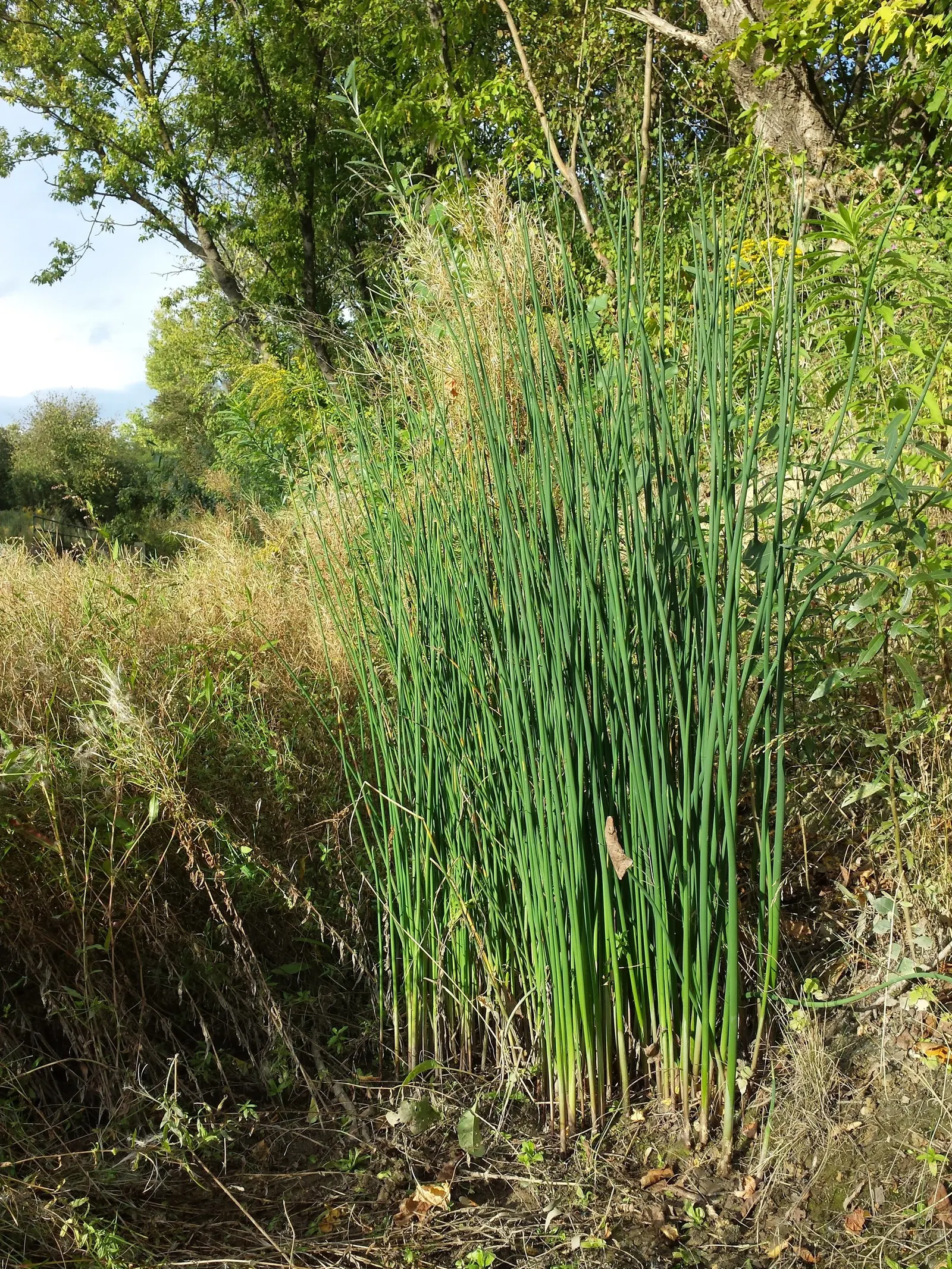 Soft-Stem Bulrush (Scirpus Tabernaemontani) — The Soft-Stem Bulrush (Scirpus tabernaemontani); or naturalized rain gardens.<br><br>The plant's inflorescences