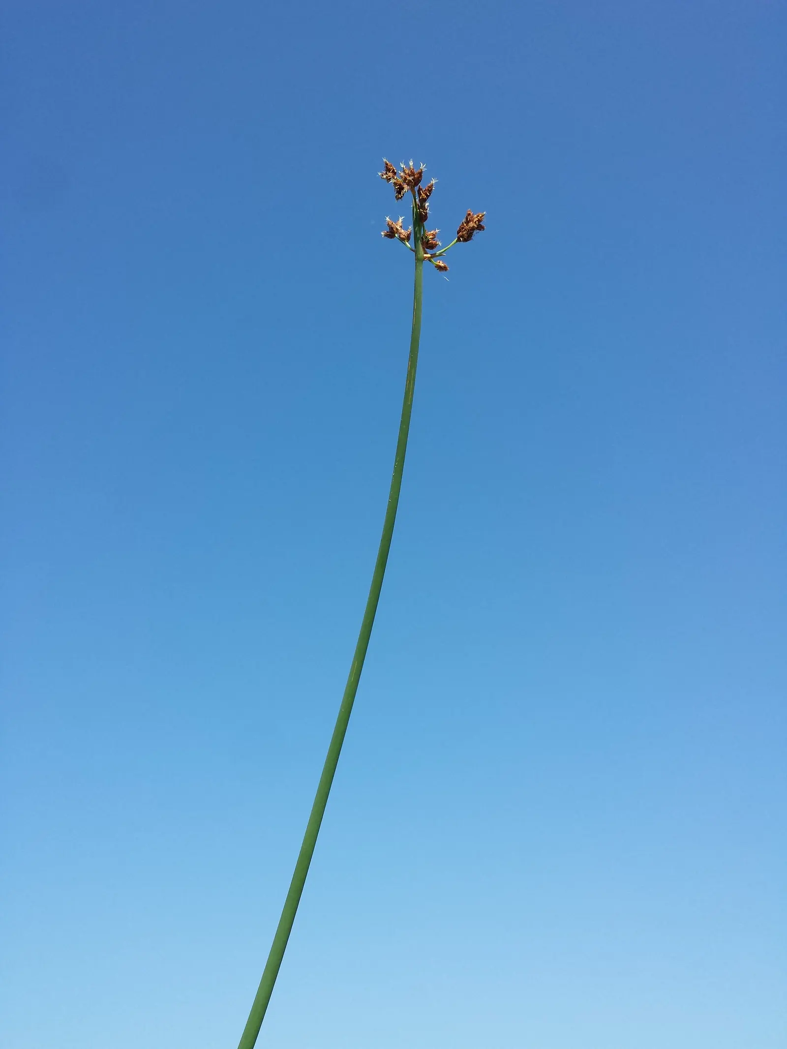 Soft-Stem Bulrush (Scirpus Tabernaemontani) — This perennial grows 3 to 6 feet tall, displaying stout, soft, and cylindrical stems; making it an excellent