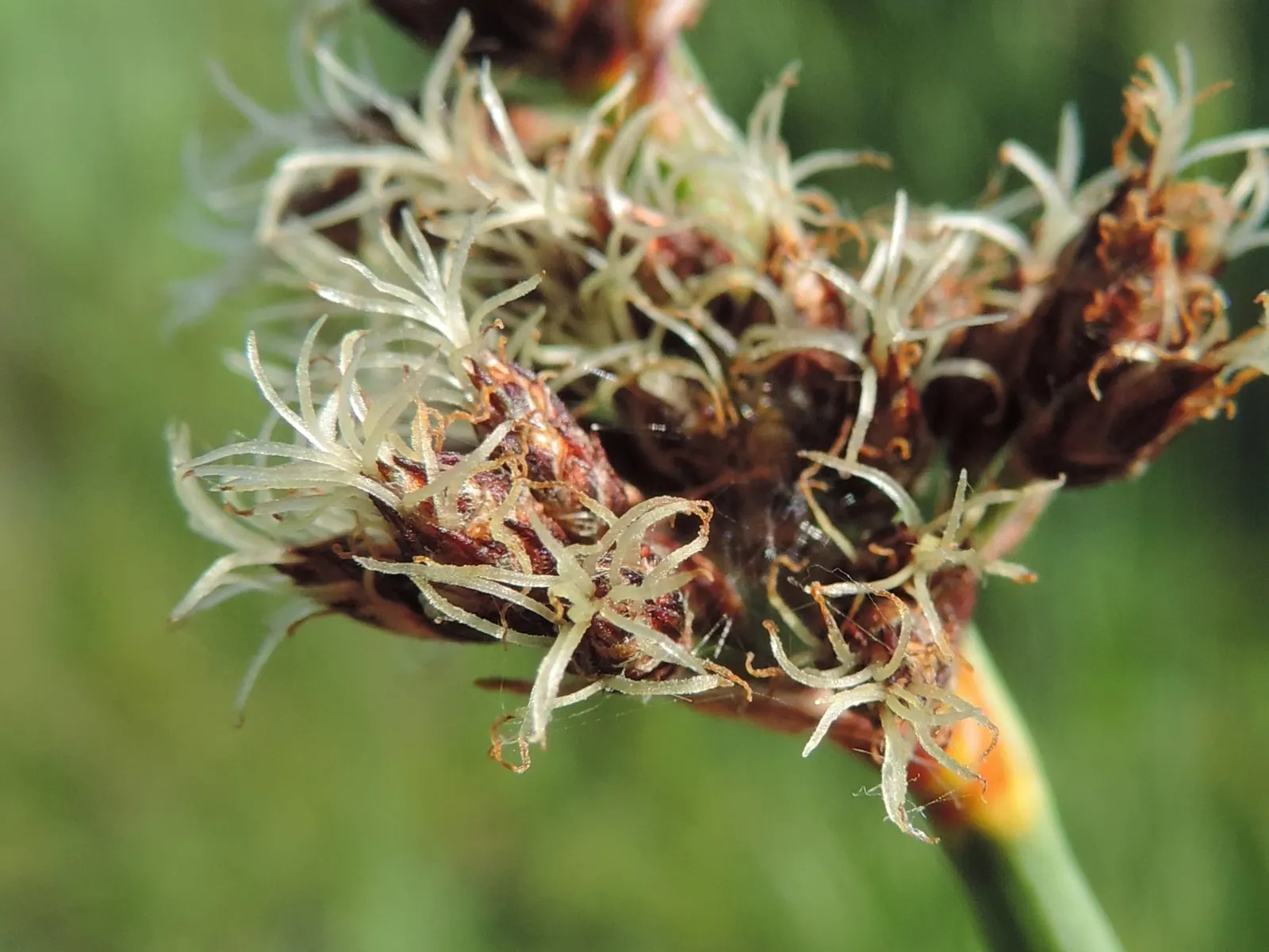 Soft-Stem Bulrush (Scirpus Tabernaemontani) — or naturalized rain gardens.<br><br>The plant's inflorescences