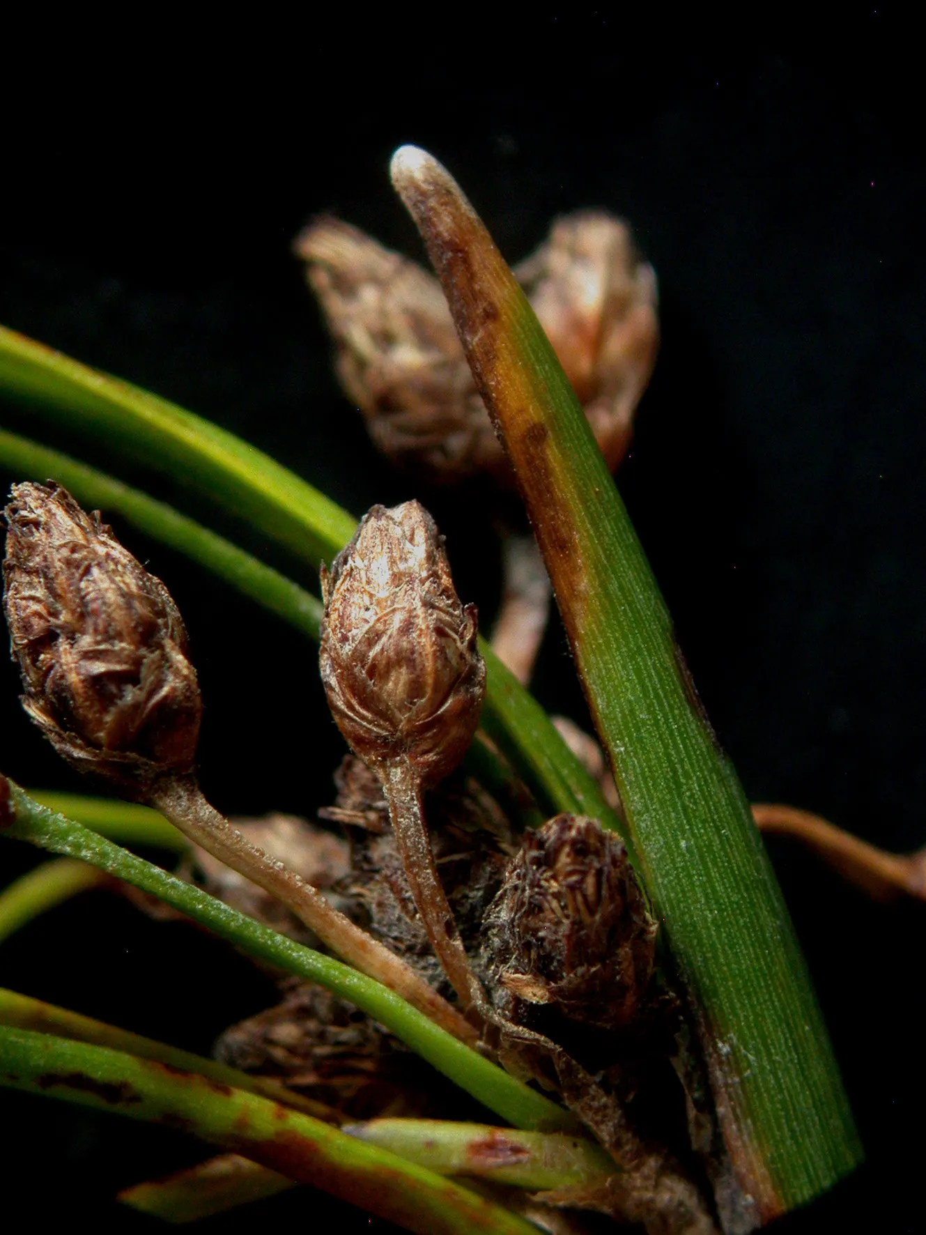 Soft-Stem Bulrush (Scirpus Tabernaemontani) — which bloom in late spring to midsummer; often found along pond margins and in marshy areas