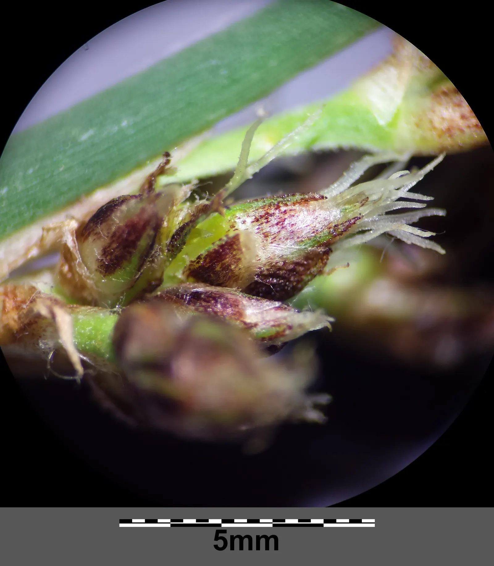 Soft-Stem Bulrush (Scirpus Tabernaemontani) — Plant in full sun to part shade in muddy or shallow water, up to 4 inches deep; this robust wetland, image 60