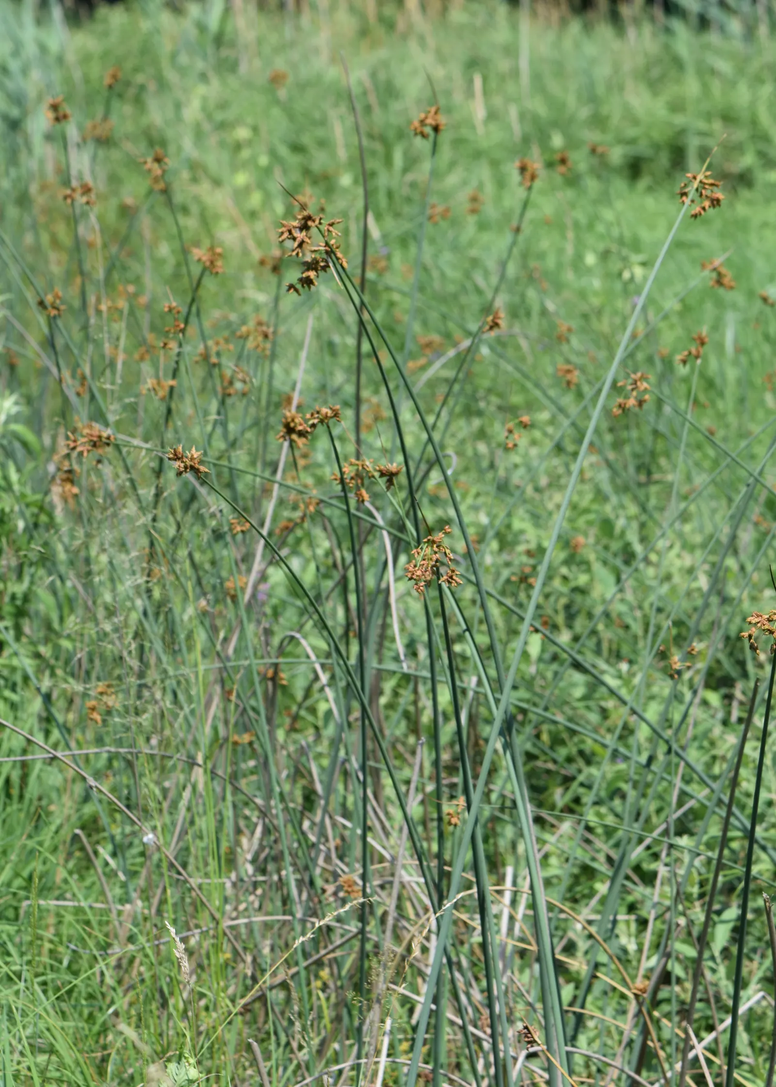 Soft-Stem Bulrush (Scirpus Tabernaemontani) — typically about 0.5 to 1.5 inches in diameter