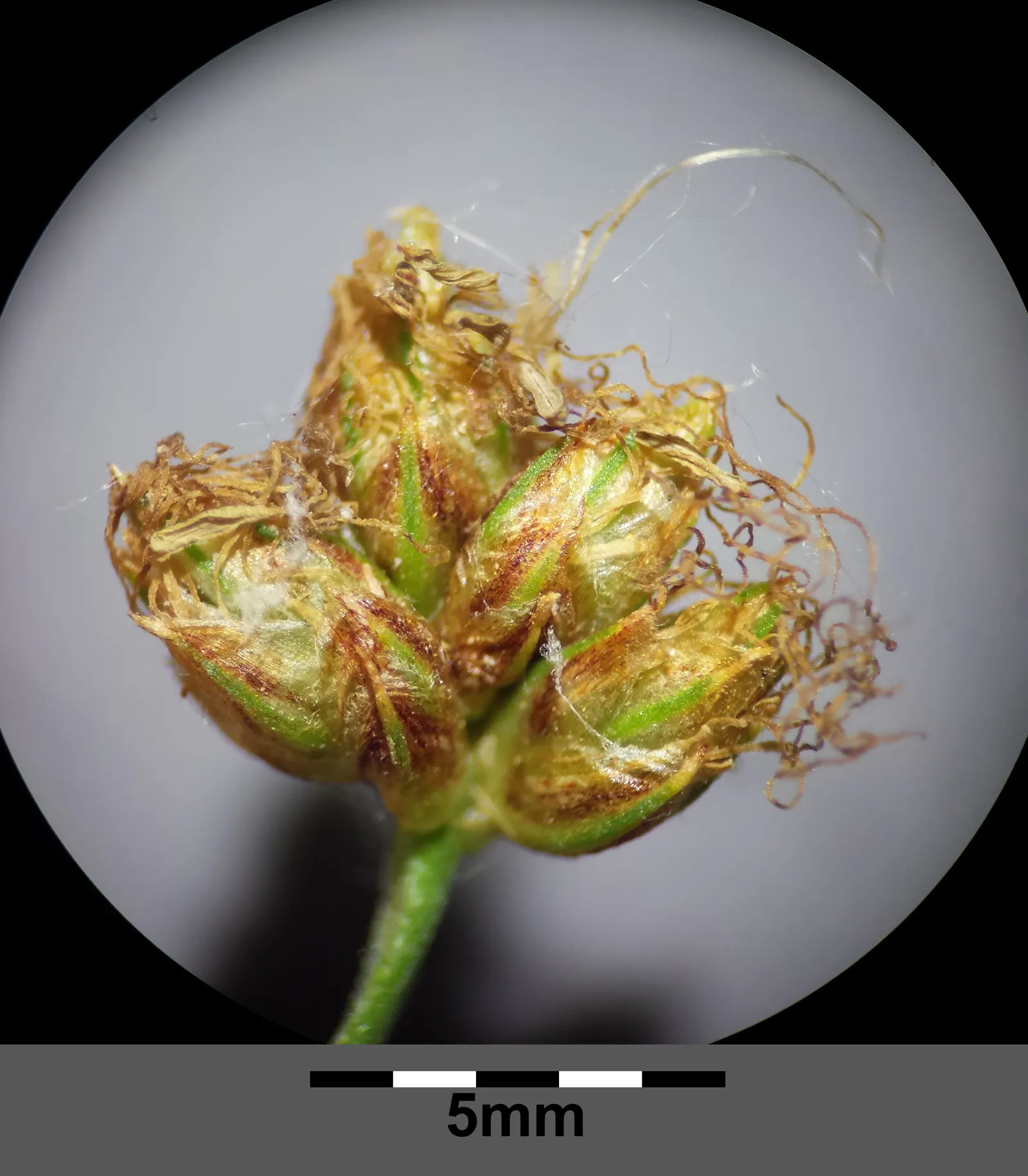 Soft-Stem Bulrush (Scirpus Tabernaemontani) — often found along pond margins and in marshy areas