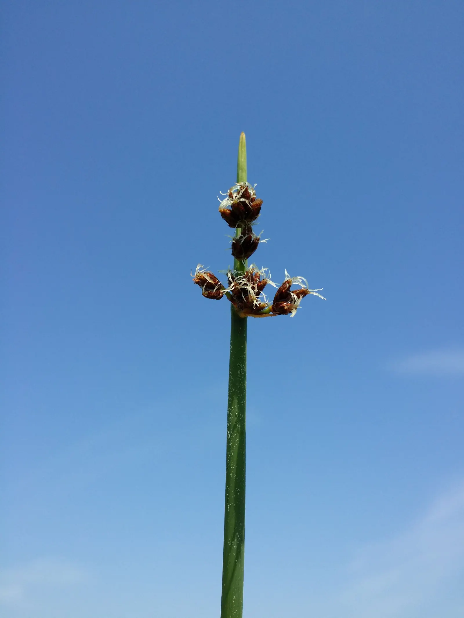 Soft-Stem Bulrush (Scirpus Tabernaemontani) — This species can propagate through rhizomes or self-seeding; green appearance and towering stature
