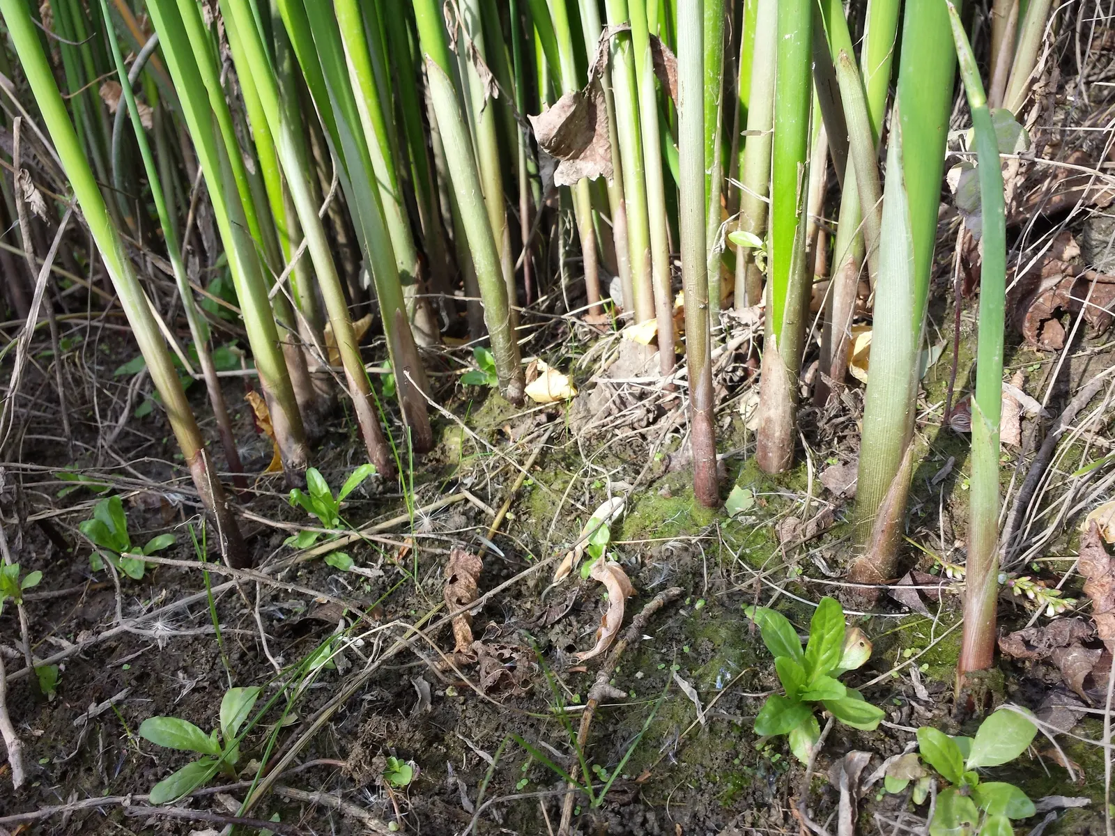 Soft-Stem Bulrush (Scirpus Tabernaemontani) — but it may require management to prevent excessive spreading in more formal garden designs; ranging in depth from
