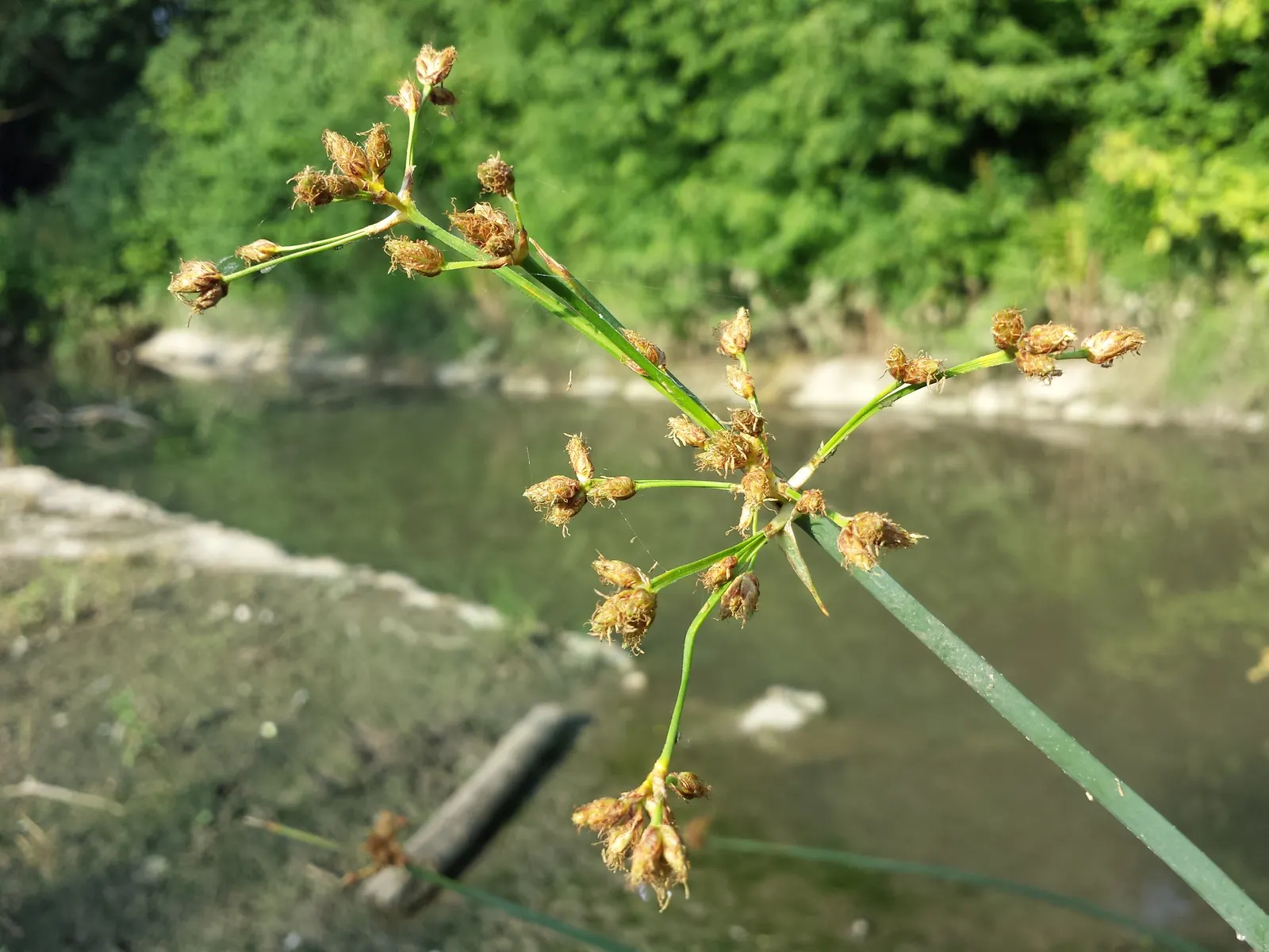 Soft-Stem Bulrush (Scirpus Tabernaemontani) — within USDA hardiness zones 4 through 9; brownish spikelets that offer a subtle contrast to the vivid green stems