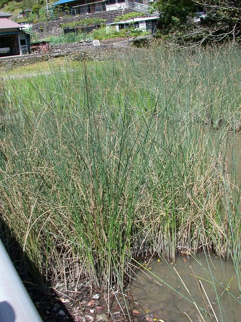 Soft-Stem Bulrush (Scirpus Tabernaemontani) — which bloom in late spring to midsummer