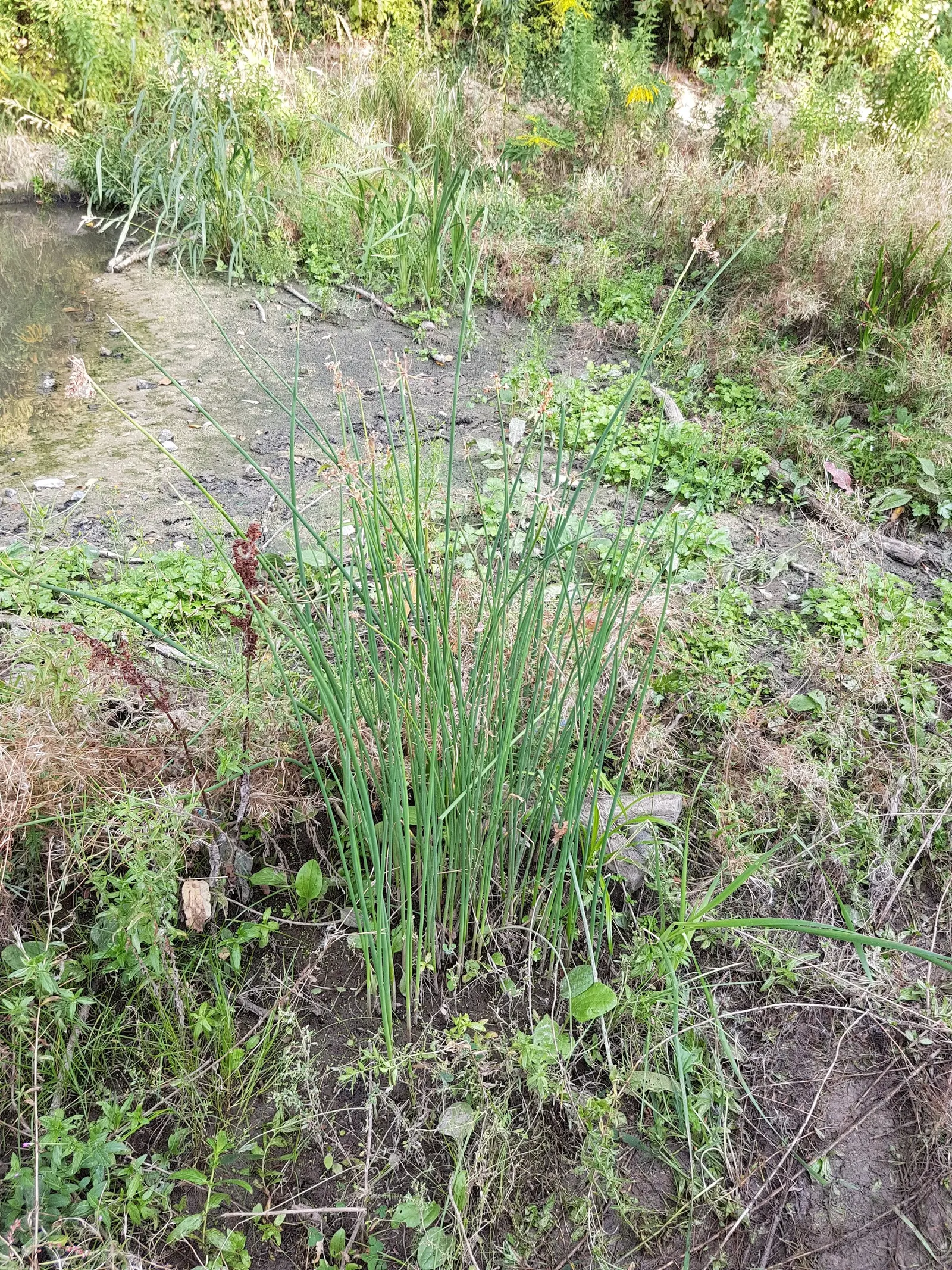 Soft-Stem Bulrush (Scirpus Tabernaemontani) — The Soft-Stem Bulrush (Scirpus tabernaemontani)