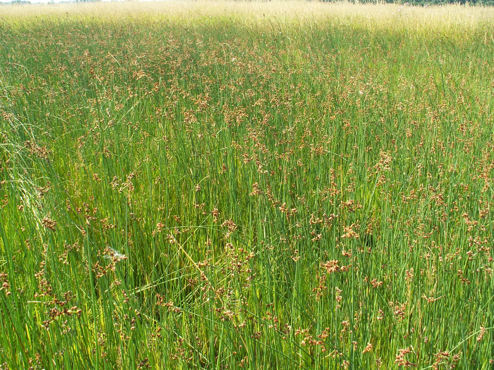 Soft-Stem Bulrush (Scirpus Tabernaemontani) — emergent aquatic plant distinguished by its lush