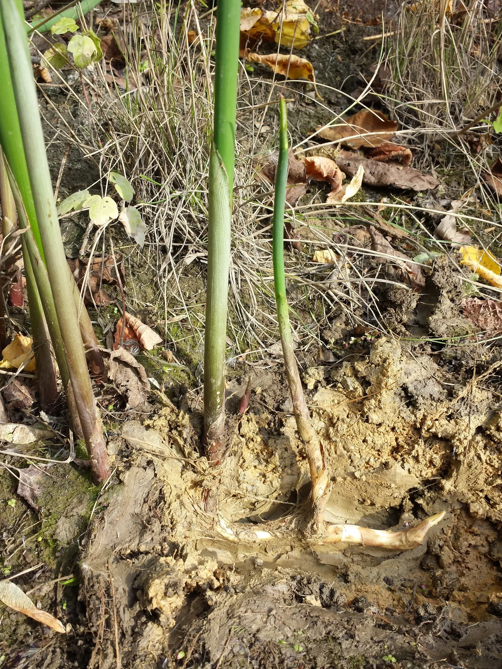 Soft-Stem Bulrush (Scirpus Tabernaemontani) — Ideal in zones 4-9, it provides wildlife habitat and handles water filtration well, image 59