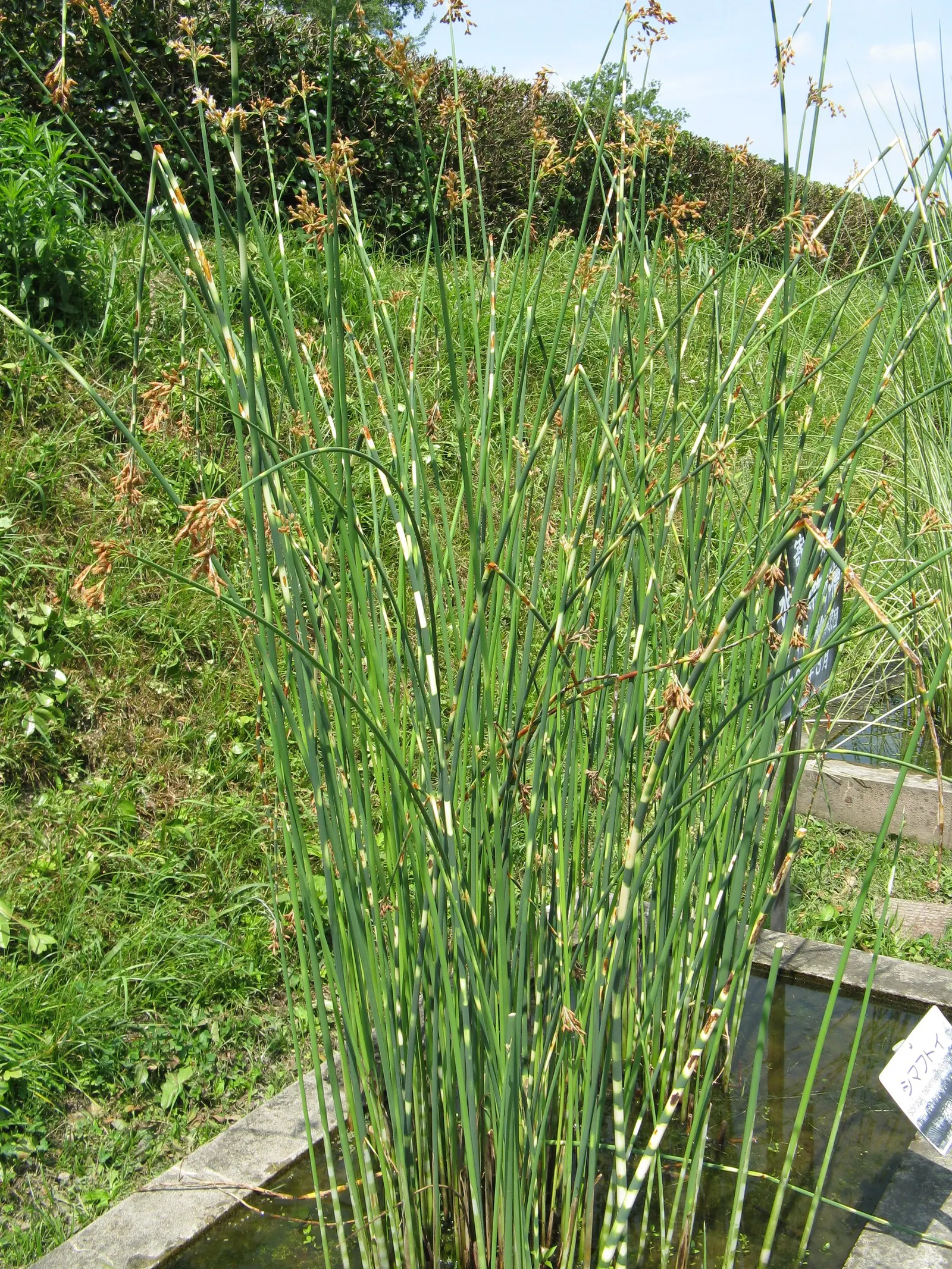 Soft-Stem Bulrush (Scirpus Tabernaemontani) — This species can propagate through rhizomes or self-seeding