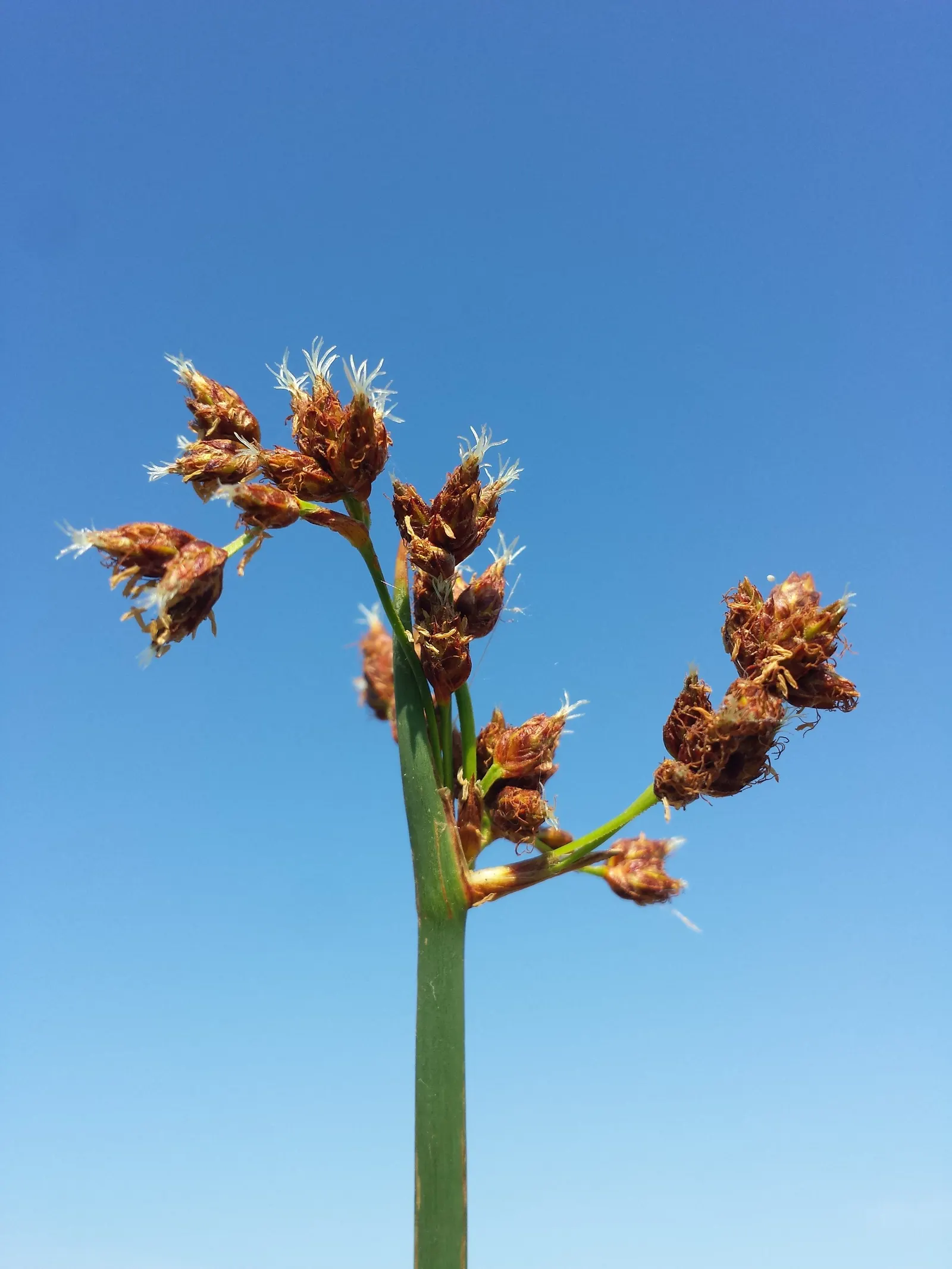 Soft-Stem Bulrush (Scirpus Tabernaemontani) — green appearance and towering stature; typically about 0.5 to 1.5 inches in diameter