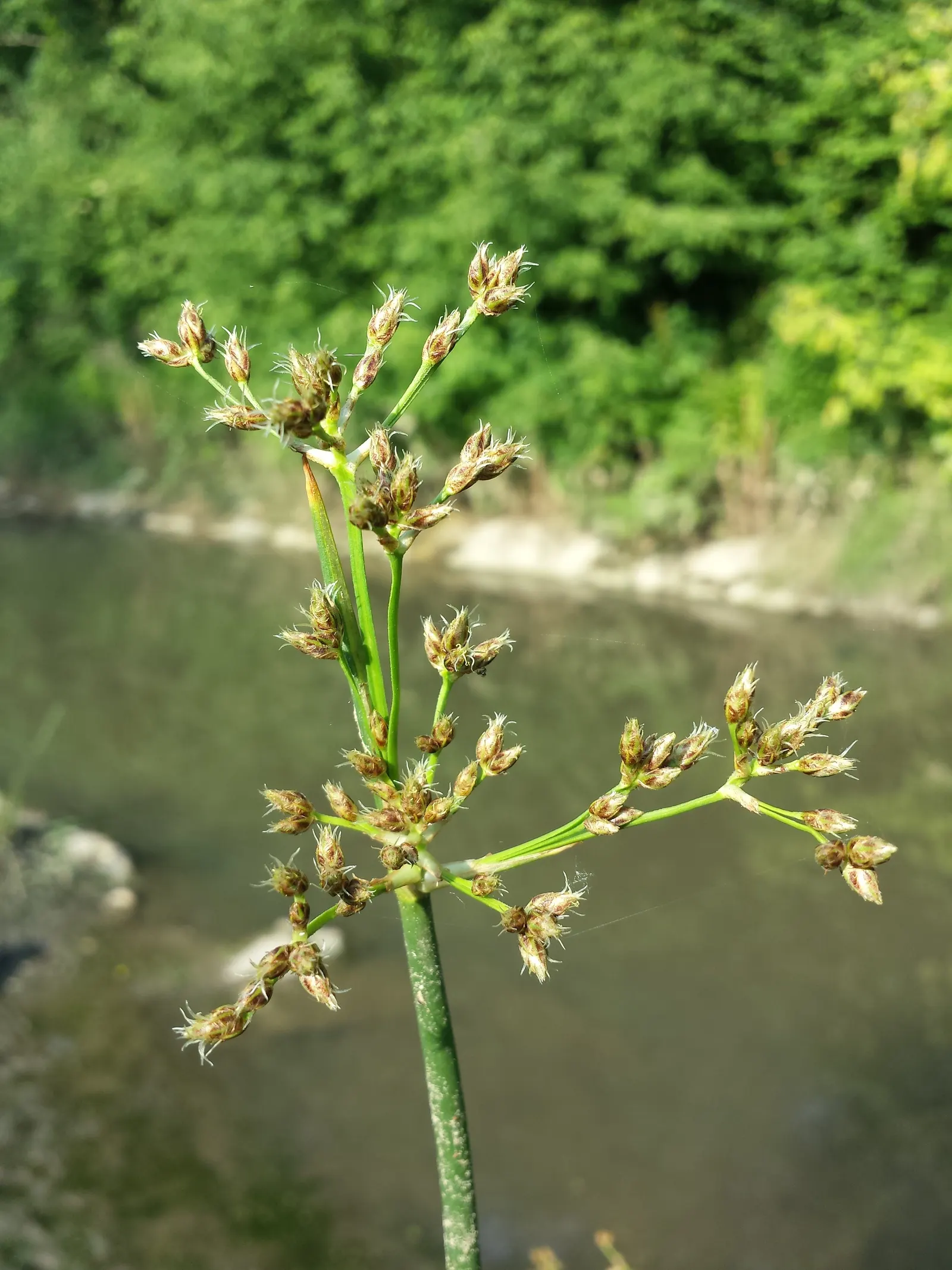 Soft-Stem Bulrush (Scirpus Tabernaemontani) — It is particularly well-suited to planting zones with standing water or consistently moist soil; the Soft-Stem