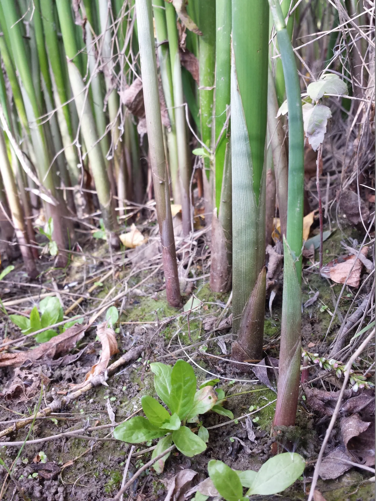 Soft-Stem Bulrush (Scirpus Tabernaemontani) — typically about 0.5 to 1.5 inches in diameter; the Soft-Stem Bulrush (Scirpus tabernaemontani)