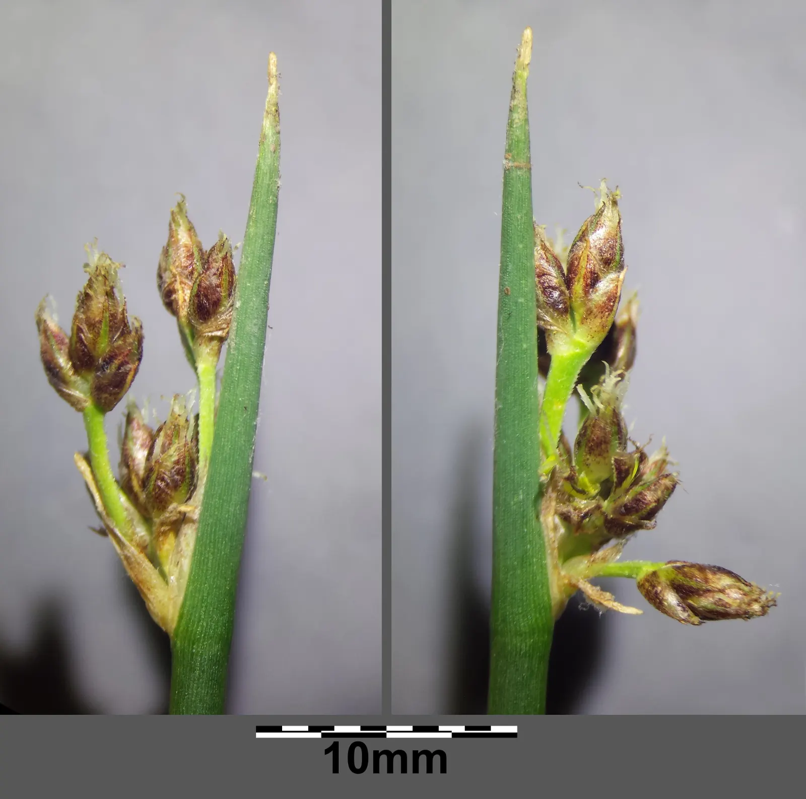 Soft-Stem Bulrush (Scirpus Tabernaemontani) — often found along pond margins and in marshy areas; which can reach between 5 to 10 feet tall, image 56