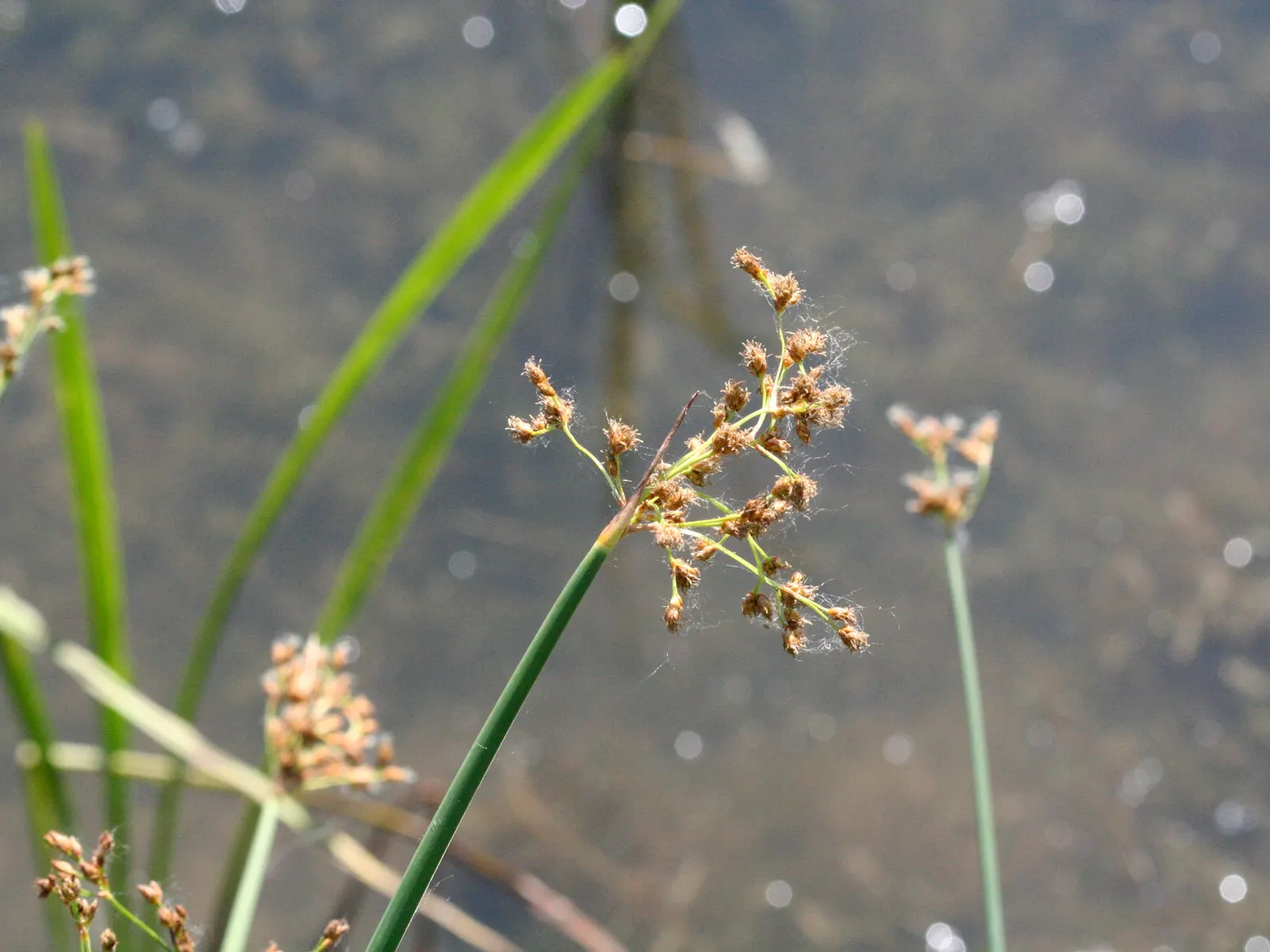 Soft-Stem Bulrush (Scirpus Tabernaemontani) — It produces brown-green flowers in summer; this species can propagate through rhizomes or self-seeding