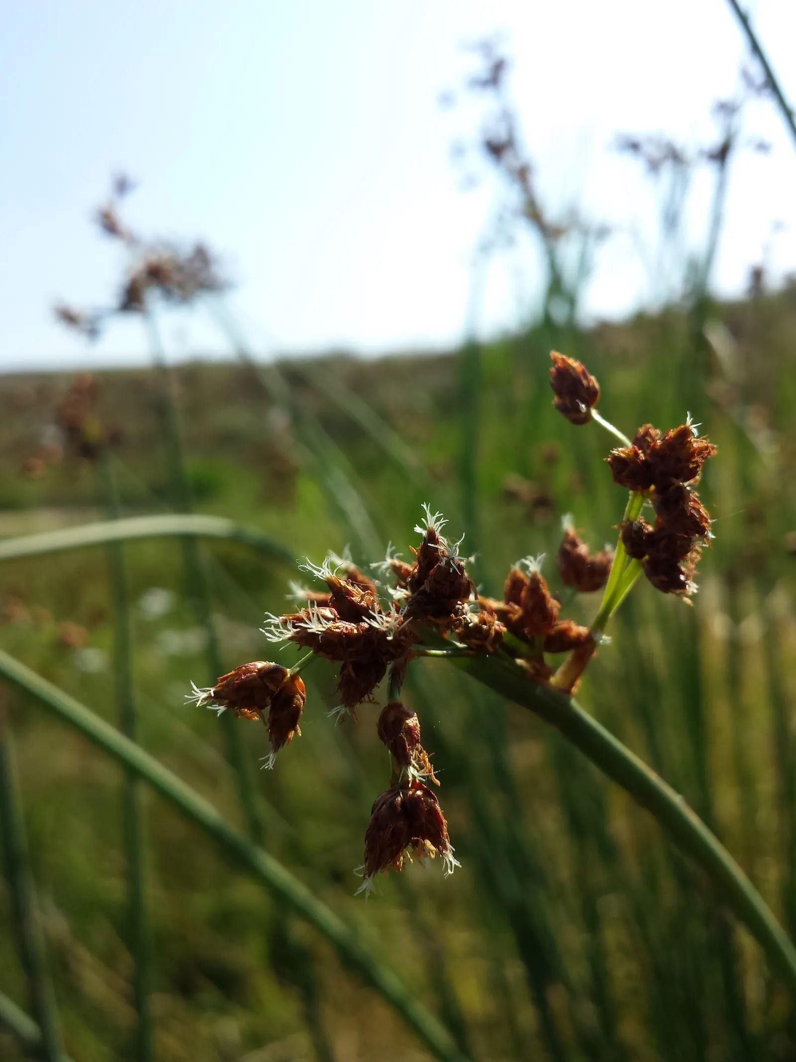 Soft-Stem Bulrush (Scirpus Tabernaemontani) — aquatic / grass / perennial for full or half