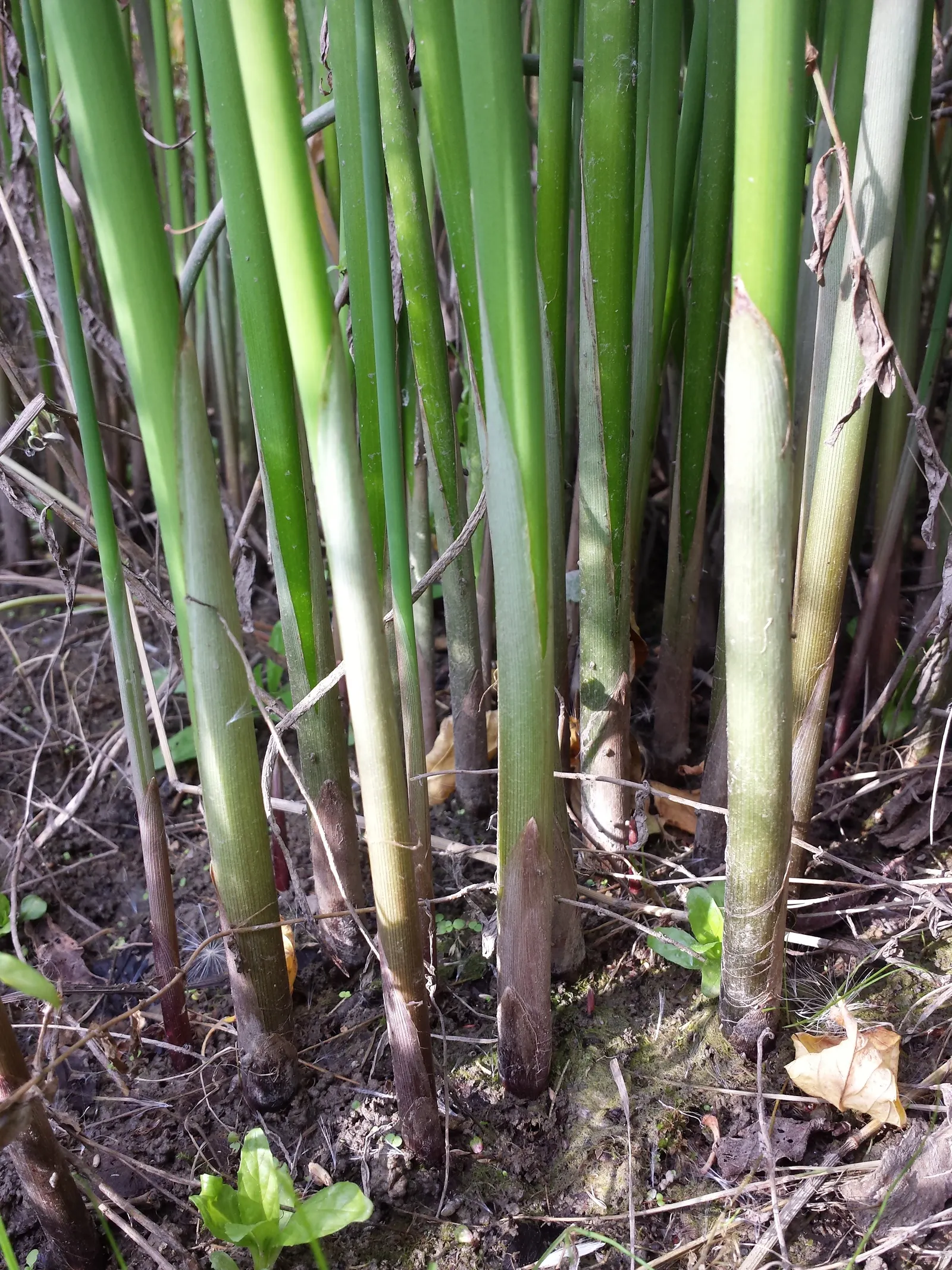 Soft-Stem Bulrush (Scirpus Tabernaemontani) — brownish spikelets that offer a subtle contrast to the vivid green stems; emergent aquatic plant distinguished by