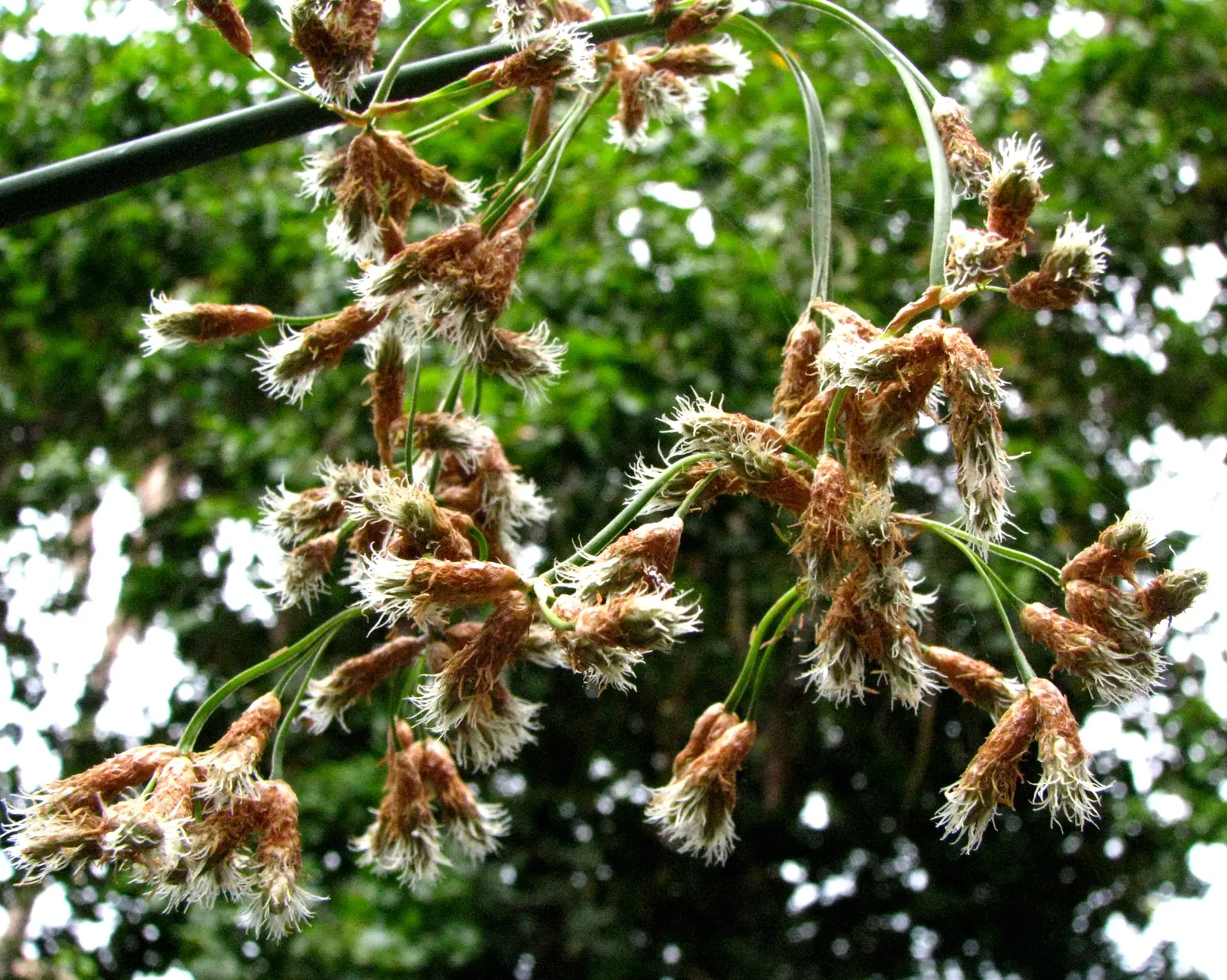Soft-Stem Bulrush (Scirpus Tabernaemontani) — aquatic / grass / perennial for full or half; thus contributing to local biodiversity.<br><br>For landscape