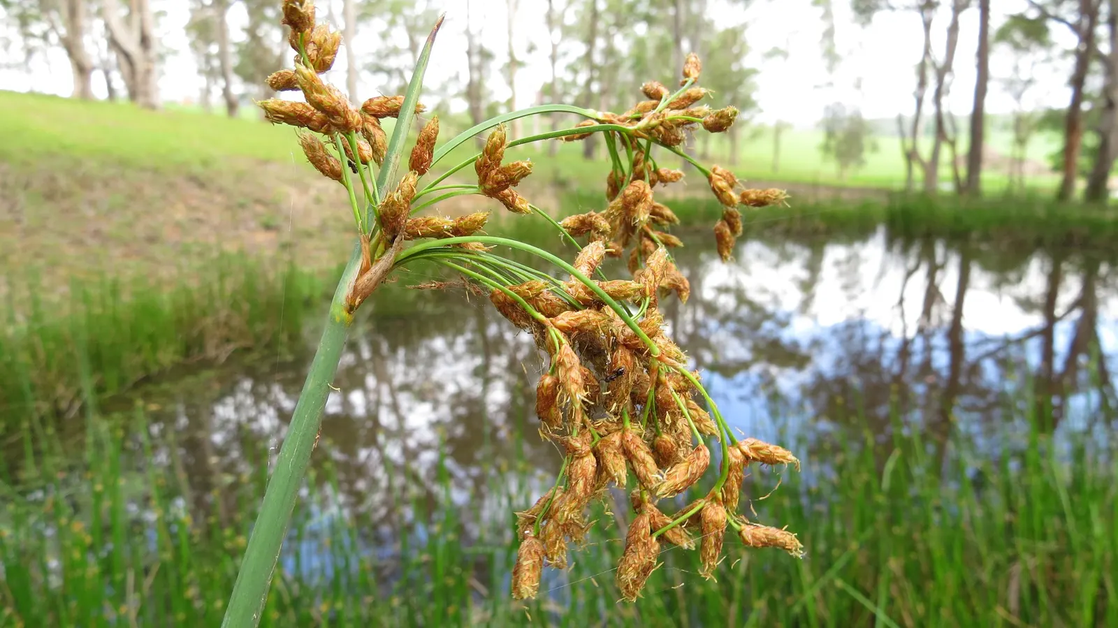 Soft-Stem Bulrush (Scirpus Tabernaemontani) — which can reach between 5 to 10 feet tall