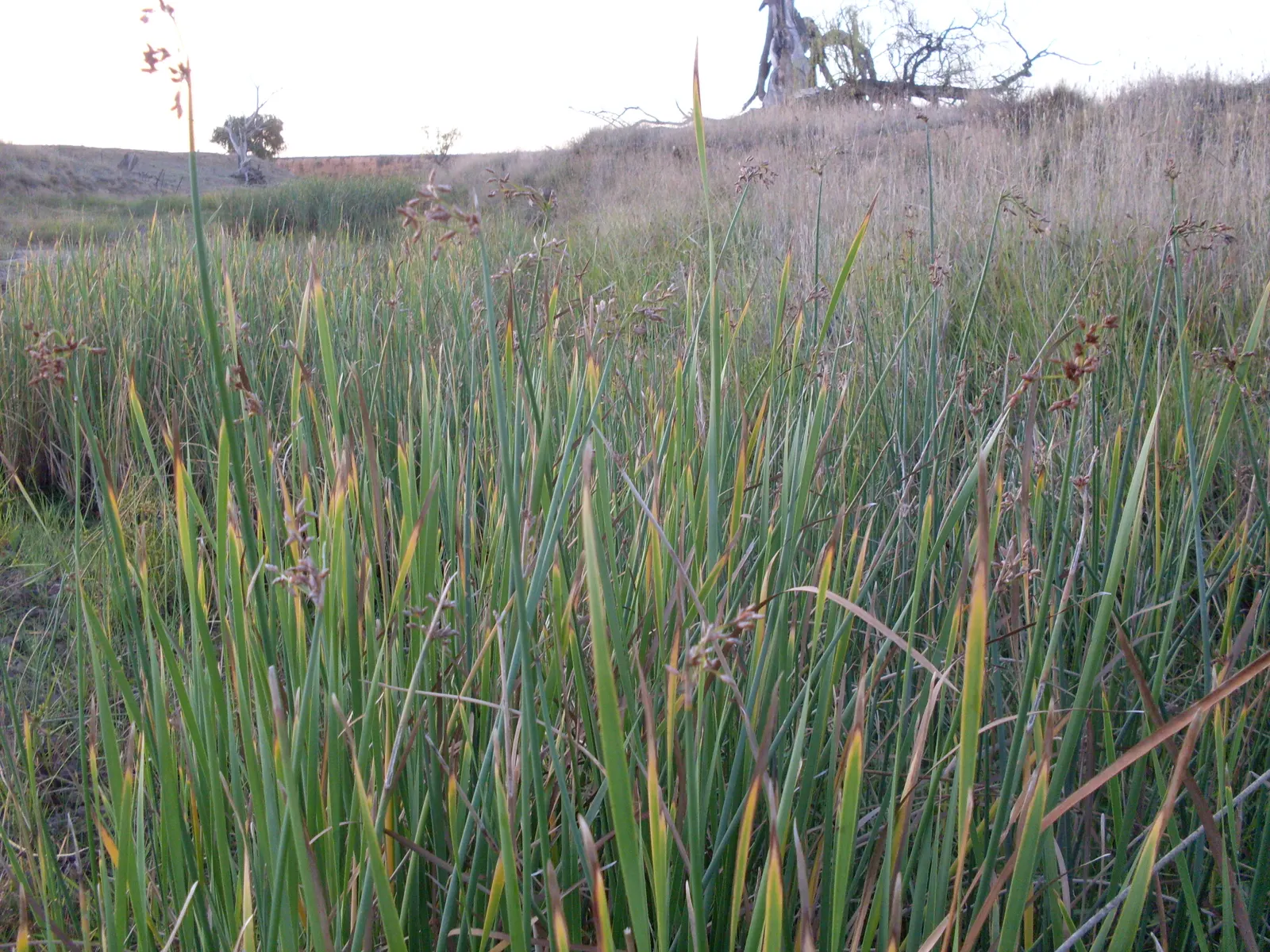 Soft-Stem Bulrush (Scirpus Tabernaemontani) — but it may require management to prevent excessive spreading in more formal garden designs