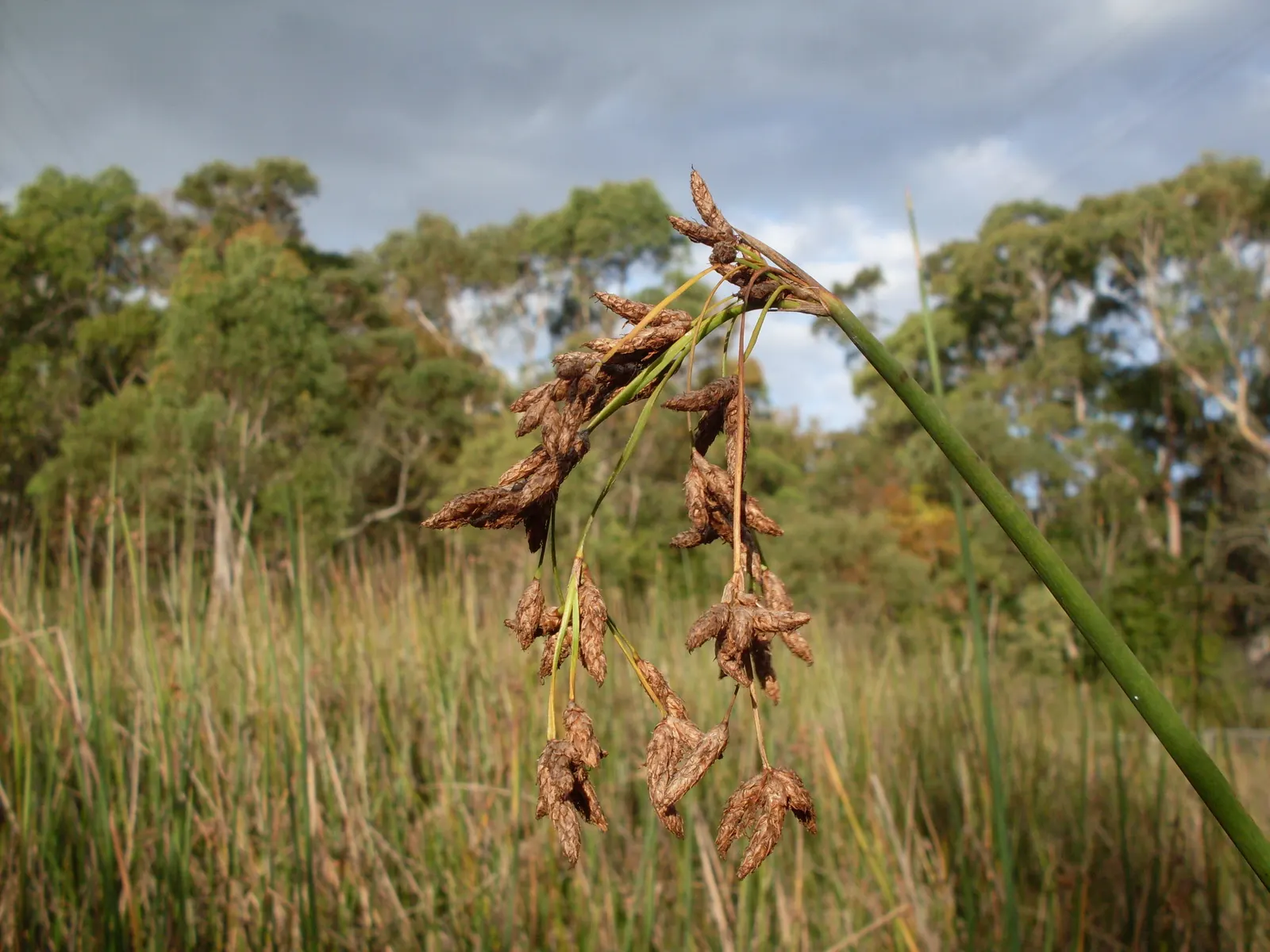 Soft-Stem Bulrush (Scirpus Tabernaemontani) — The Soft-Stem Bulrush provides critical habitat and forage for wildlife