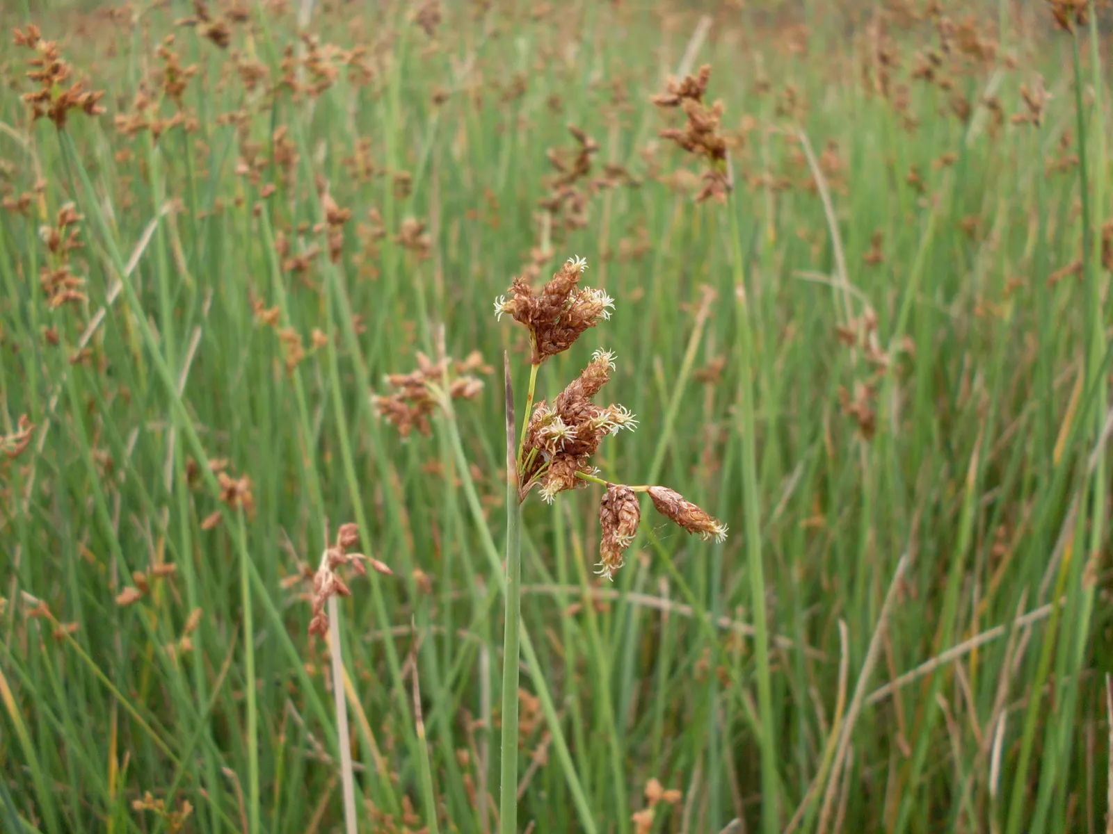 Soft-Stem Bulrush (Scirpus Tabernaemontani) — It produces brown-green flowers in summer; this species can propagate through rhizomes or self-seeding, image 58