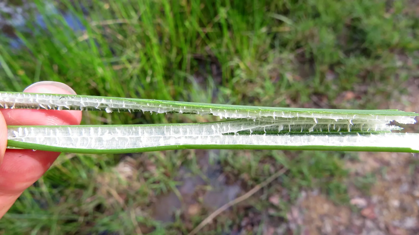 Soft-Stem Bulrush (Scirpus Tabernaemontani) — making it an excellent choice for pond margins