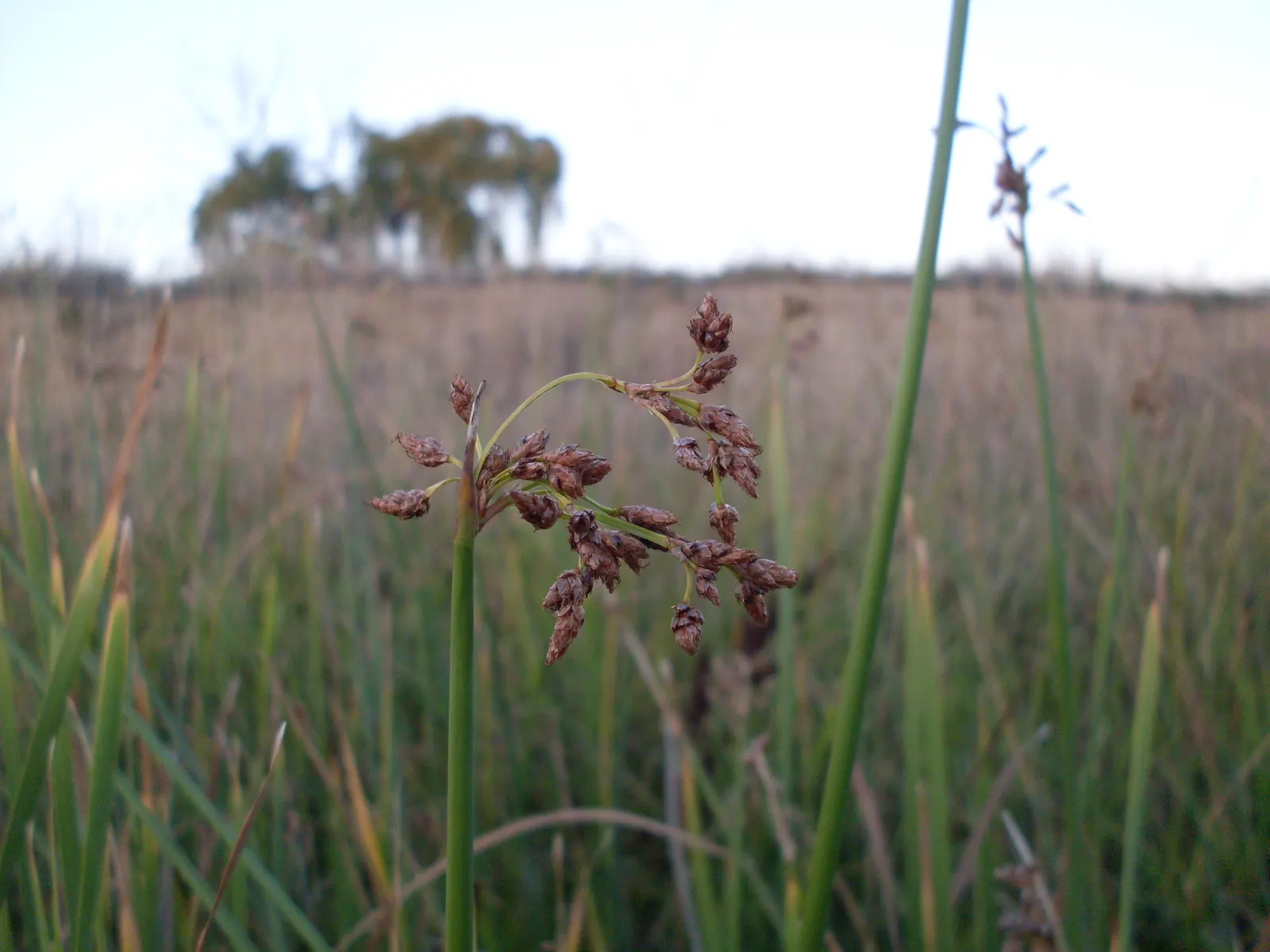 Soft-Stem Bulrush (Scirpus Tabernaemontani) — It is particularly well-suited to planting zones with standing water or consistently moist soil