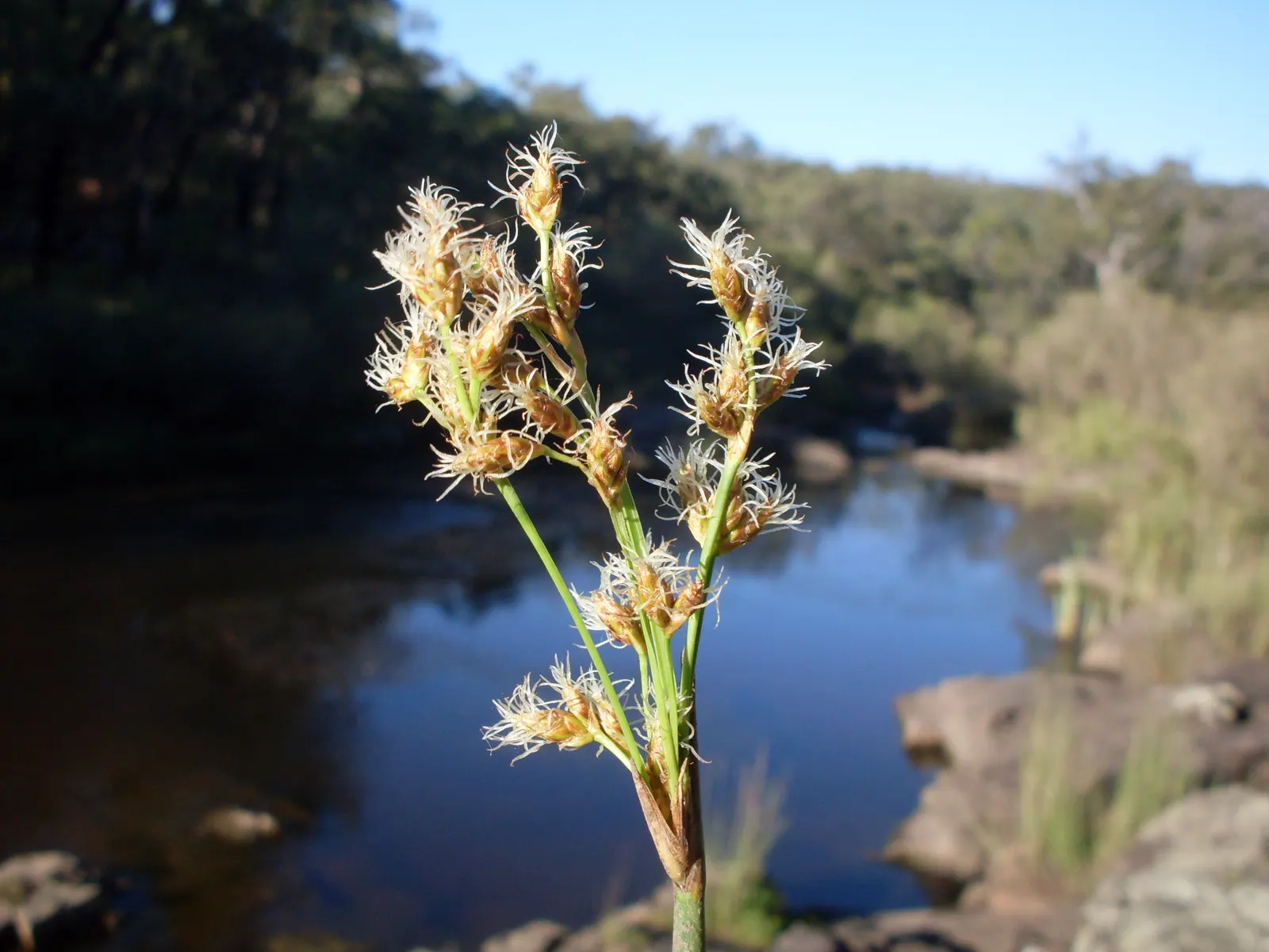 Soft-Stem Bulrush (Scirpus Tabernaemontani) — also renowned as the Great Bulrush