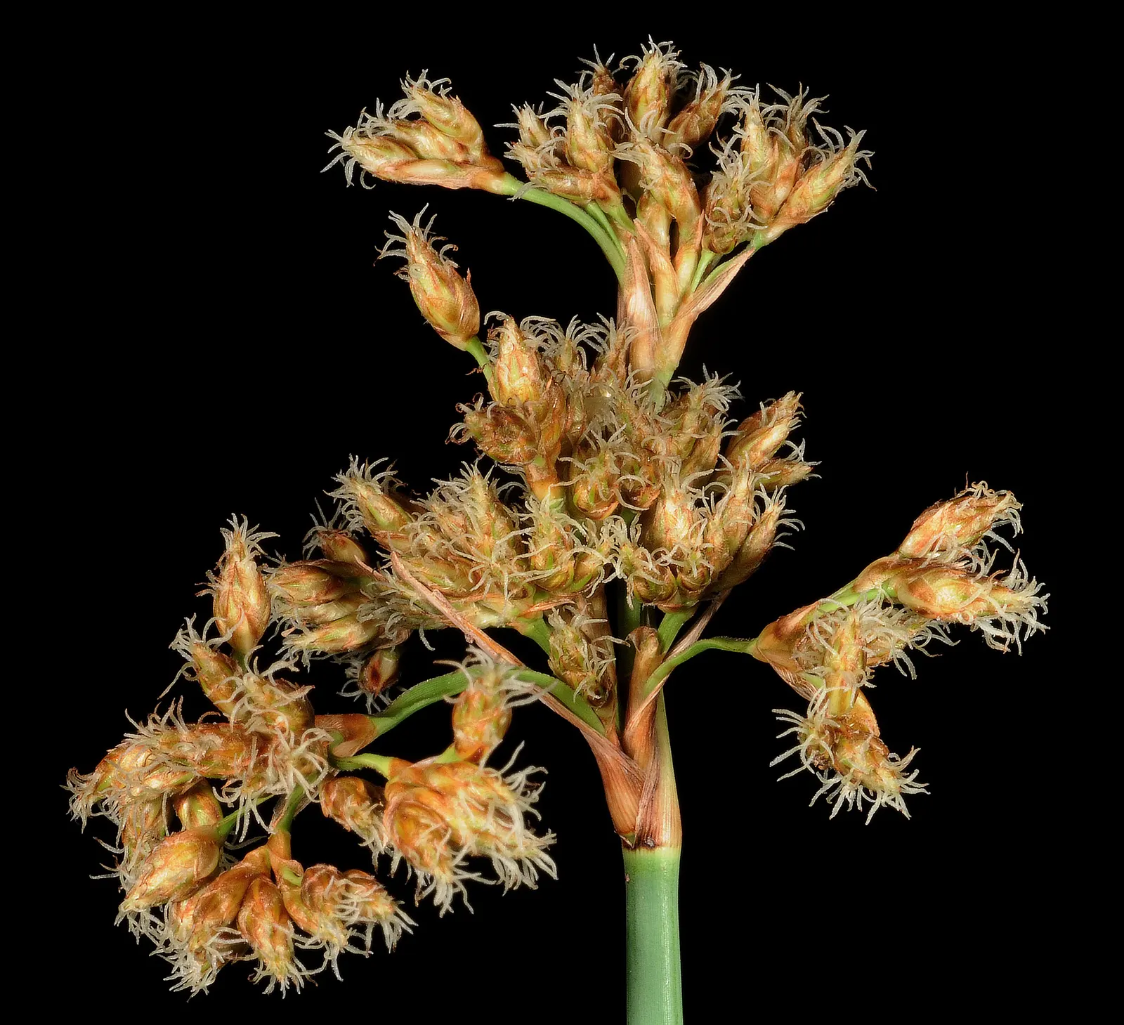 Soft-Stem Bulrush (Scirpus Tabernaemontani) — The Soft-Stem Bulrush provides critical habitat and forage for wildlife; it is particularly well-suited to
