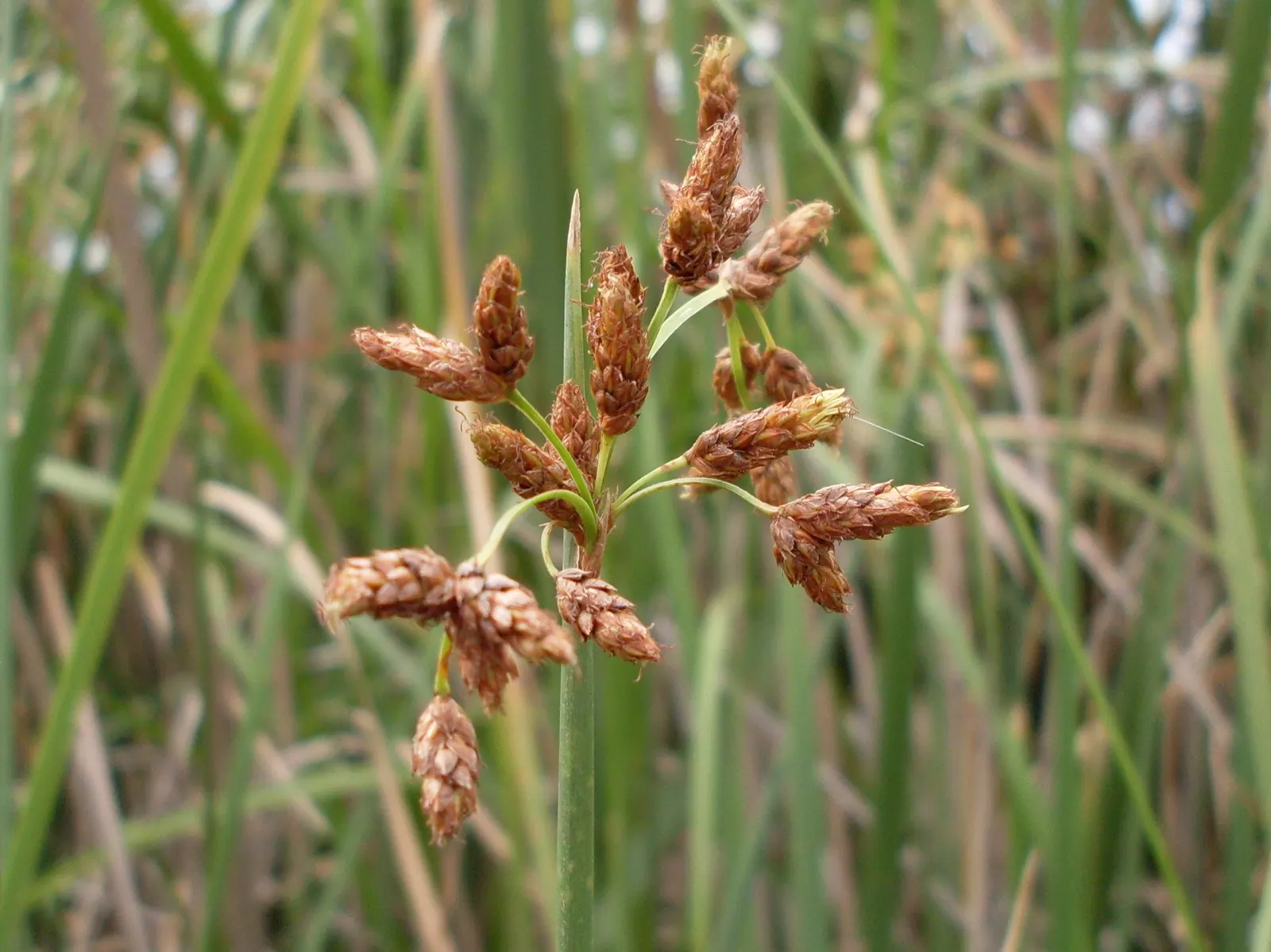 Soft-Stem Bulrush (Scirpus Tabernaemontani) — Plant in full sun to part shade in muddy or shallow water, up to 4 inches deep; this robust wetland species