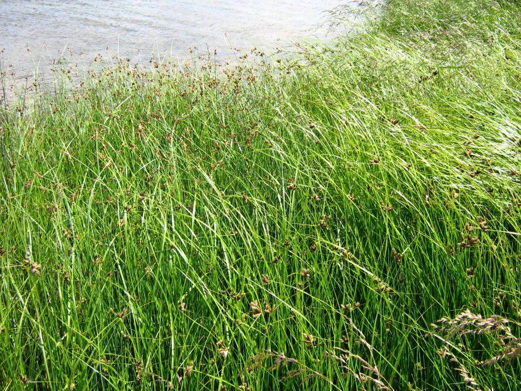 Soft-Stem Bulrush (Scirpus Tabernaemontani) — especially birds and amphibians, image 50