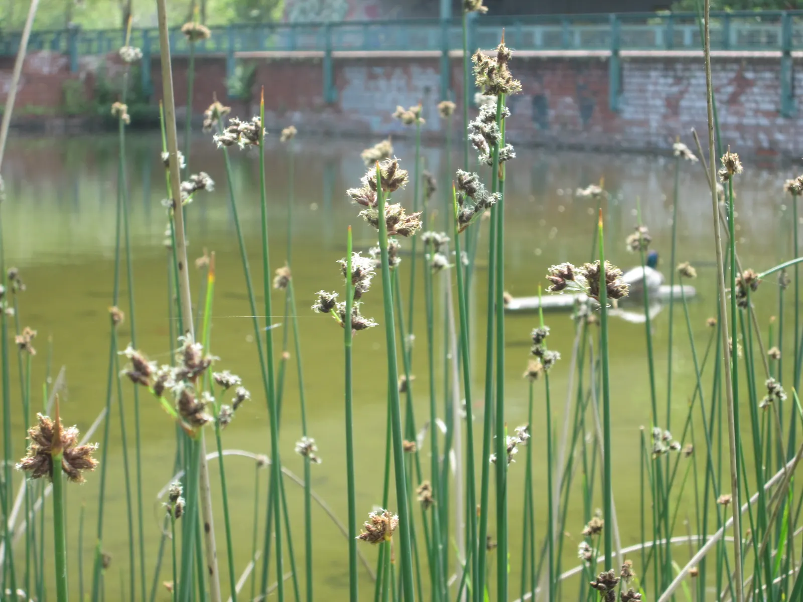 Soft-Stem Bulrush (Scirpus Tabernaemontani) — This robust wetland species features spongy; aquatic / grass / perennial for full or half