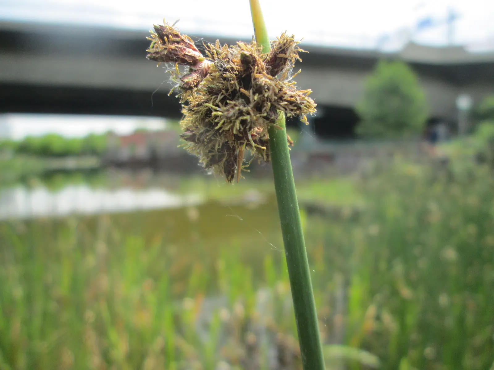 Soft-Stem Bulrush (Scirpus Tabernaemontani) — Ideal in zones 4-9, it provides wildlife habitat and handles water filtration well, image 32